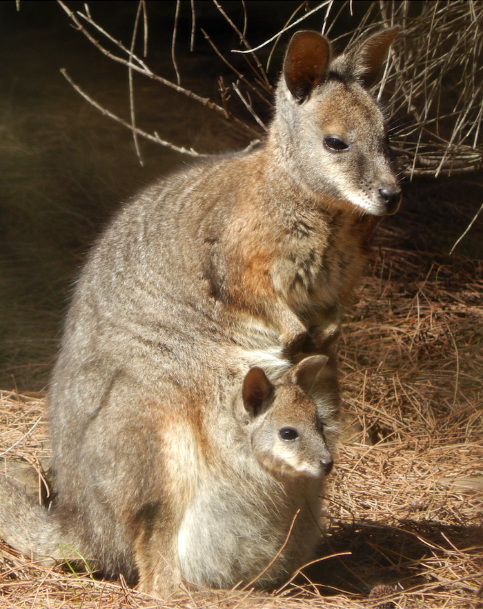 Two Tammar Wallabies outdoors on a sunny day.
