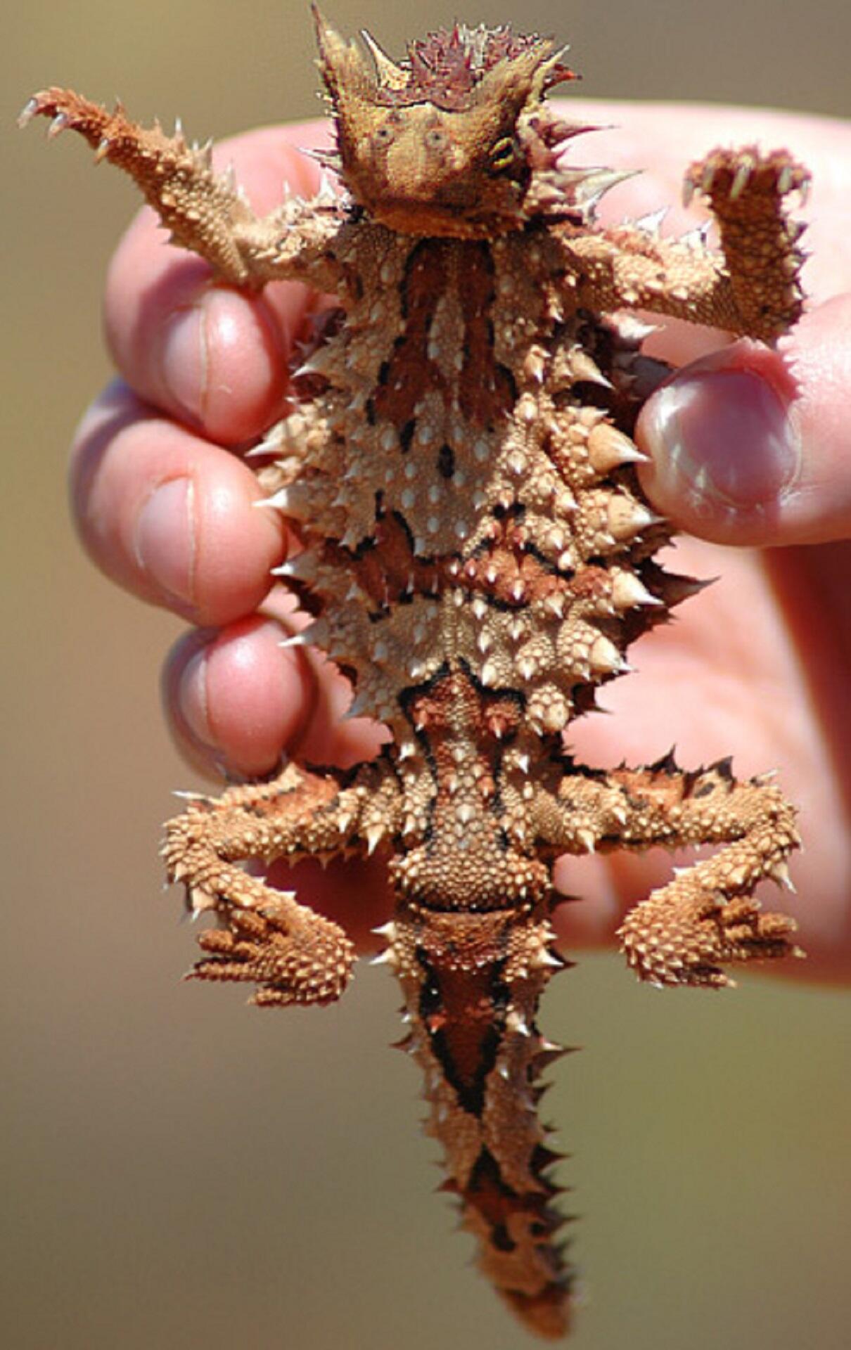 A person exposing a lizard's belly on a sunny day.