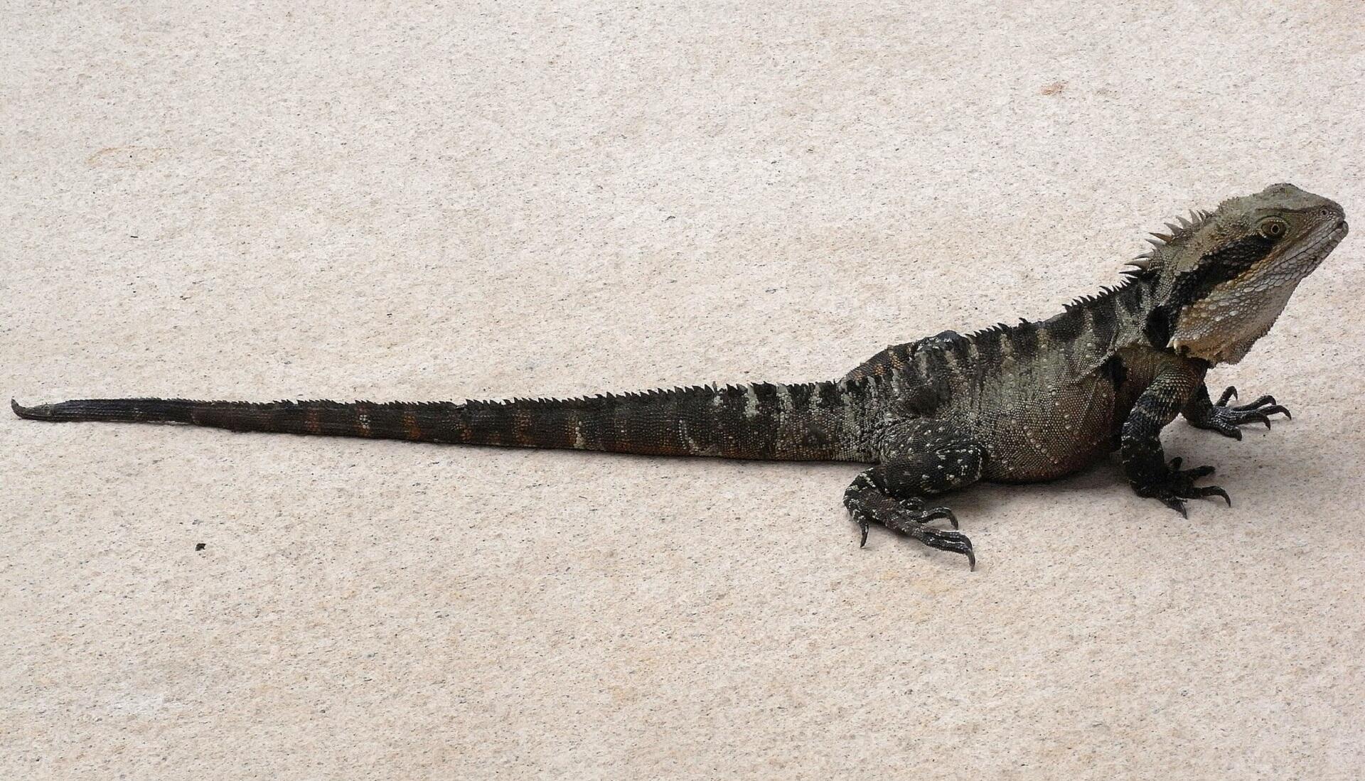 A brown lizard on white sand. 