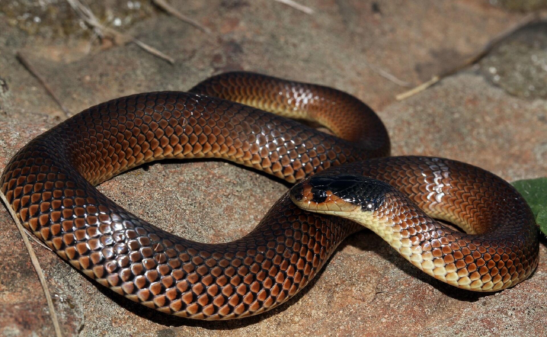 A brown and black snake on flagstones.
