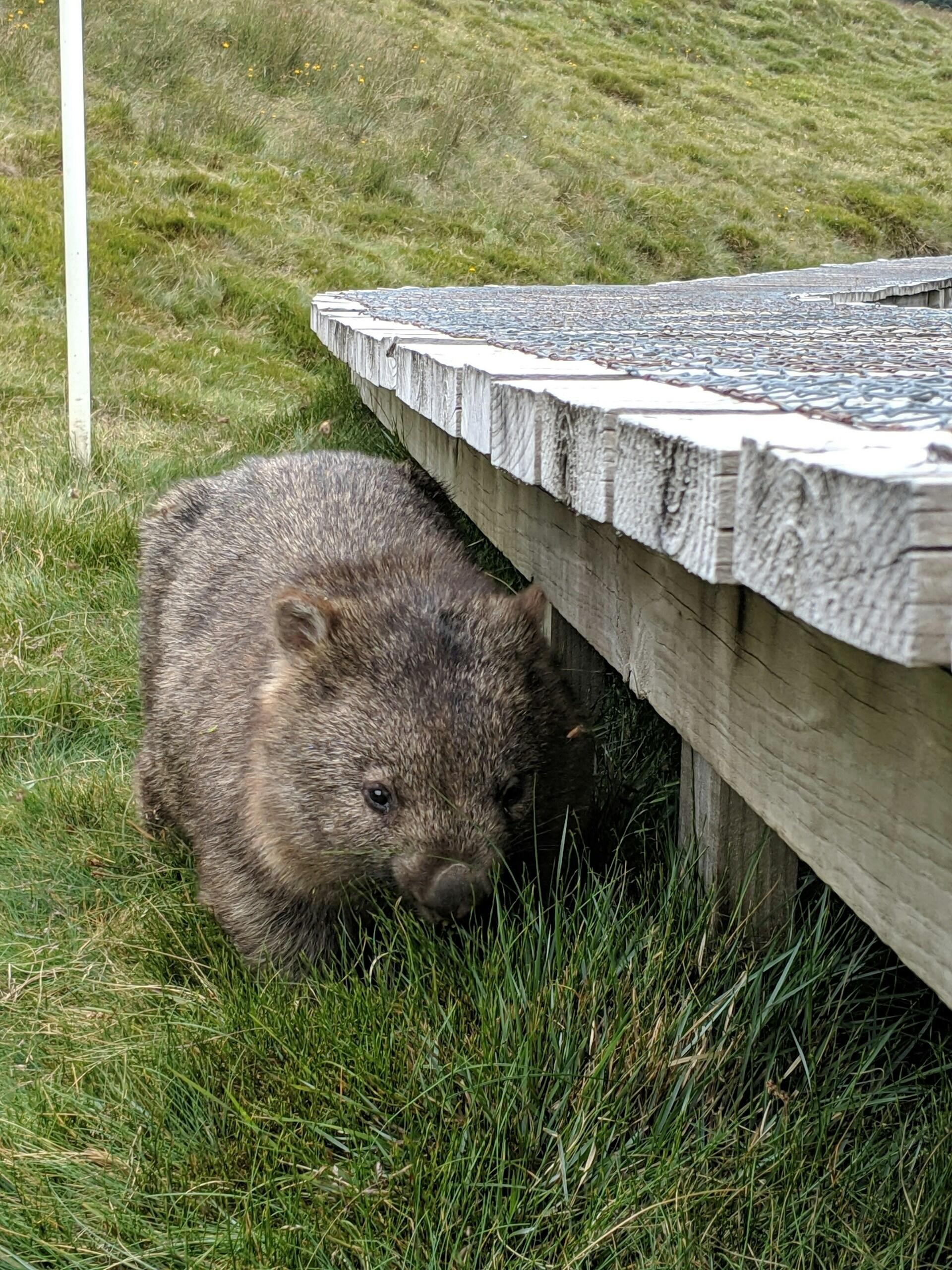 A small animal with brown fur next to a wooden platform.