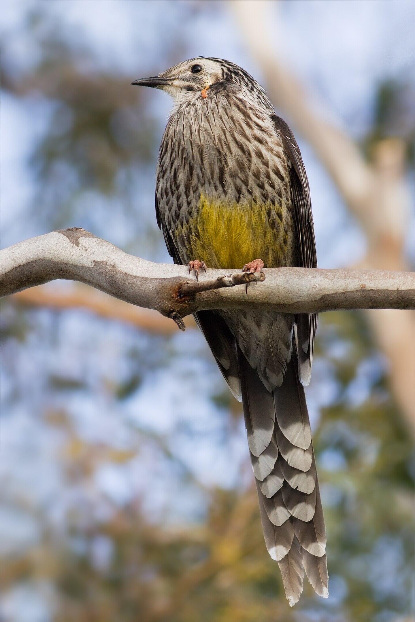 A brown bird with yellow breast on a cloudy day.