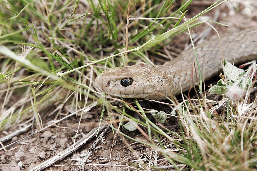 A brown snake.