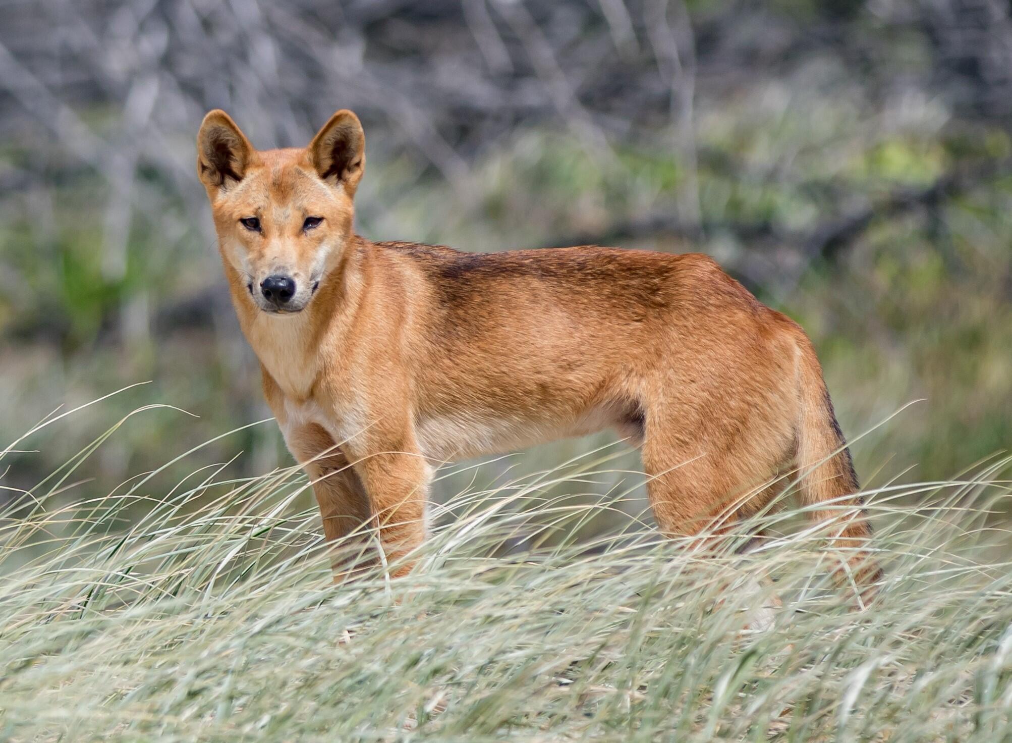 A brown dingo stands in tall grass.