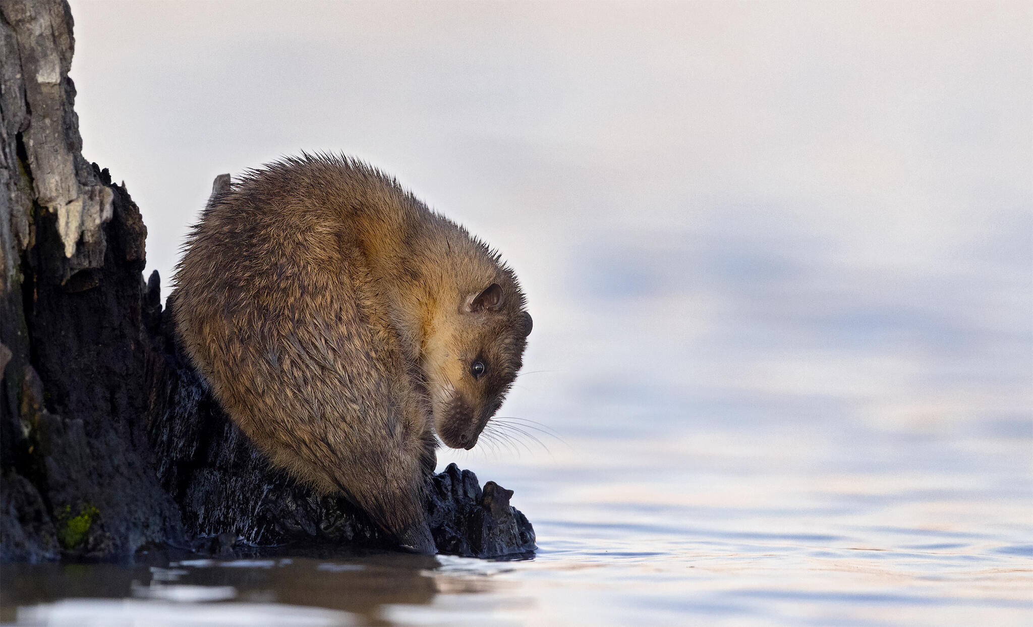 A small, fluffy brown mammal sits on a submerged wooden log near calm water.