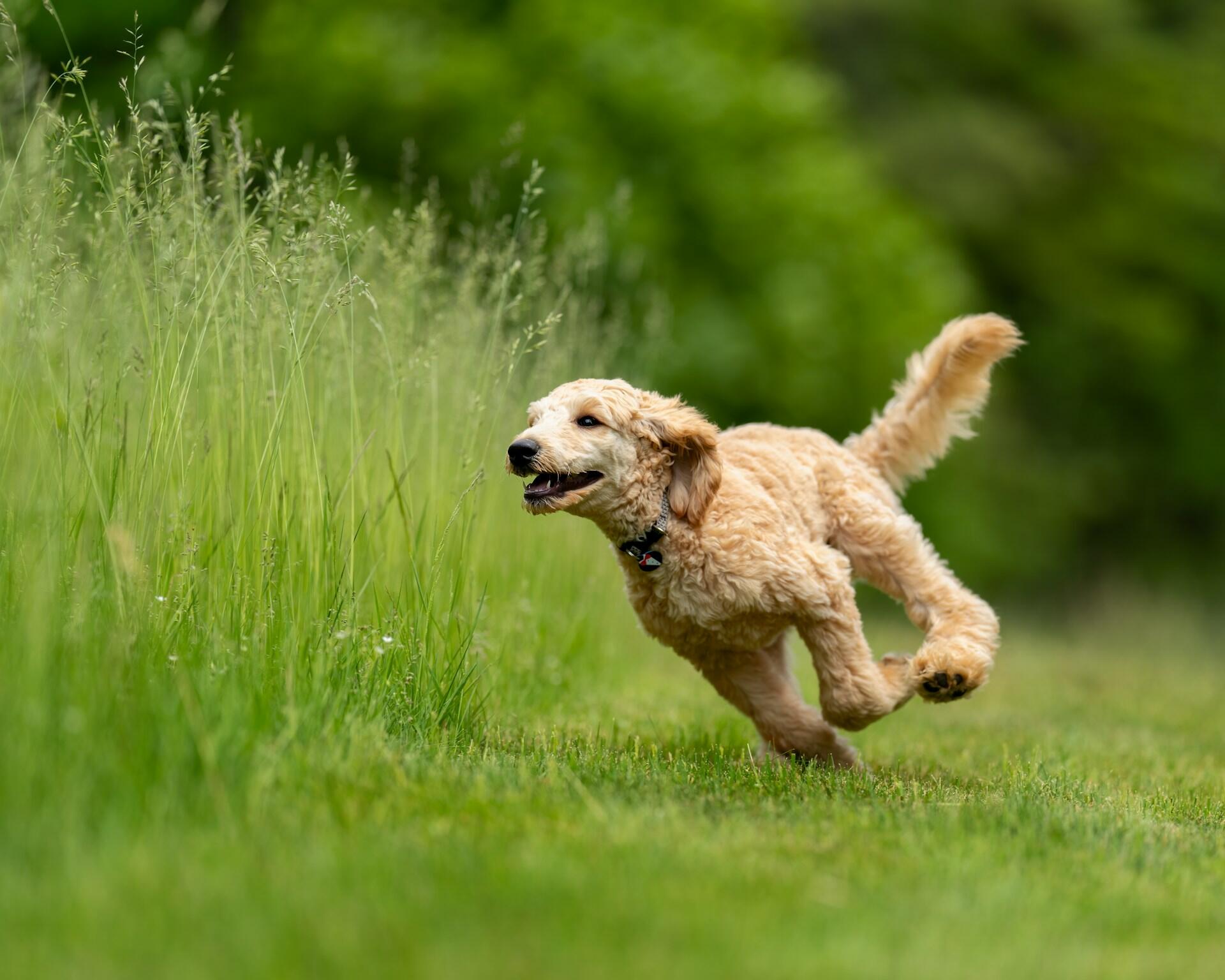 A fluffy, golden dog runs joyfully through tall green grass.