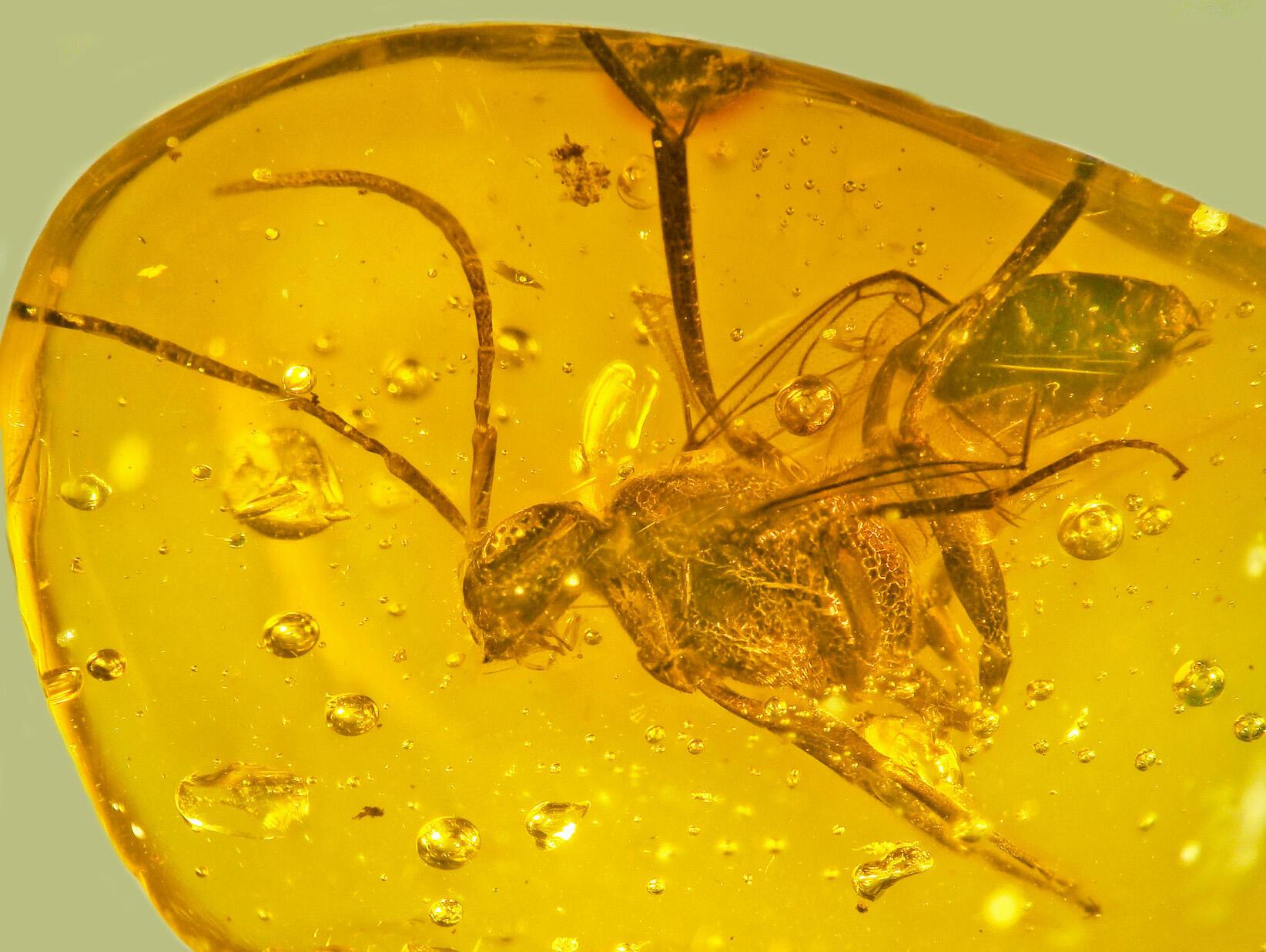 a chunk of amber with a wasp fossilised inside