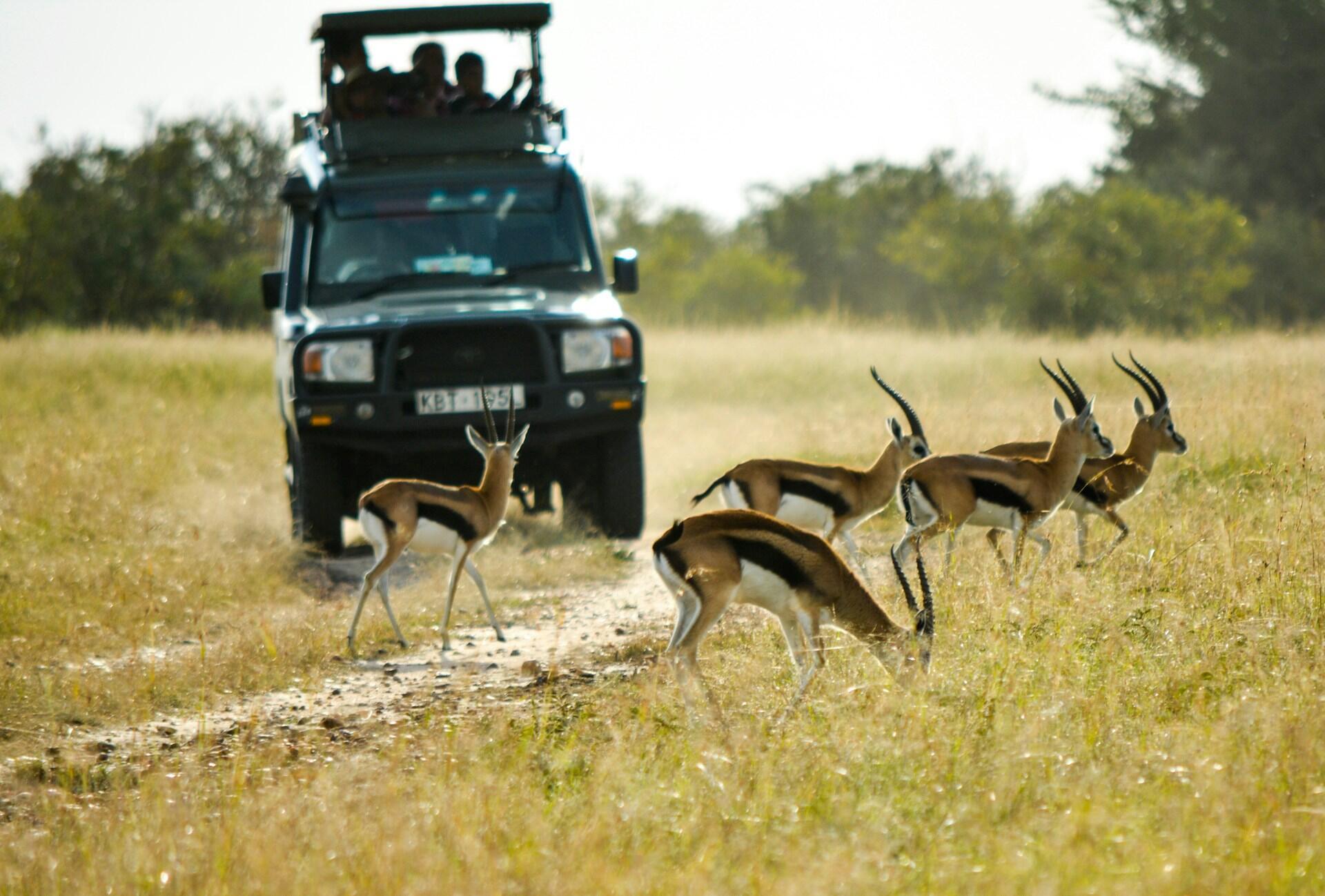 a Jeep with tourists drives in the African plain near some gazelles eating grass