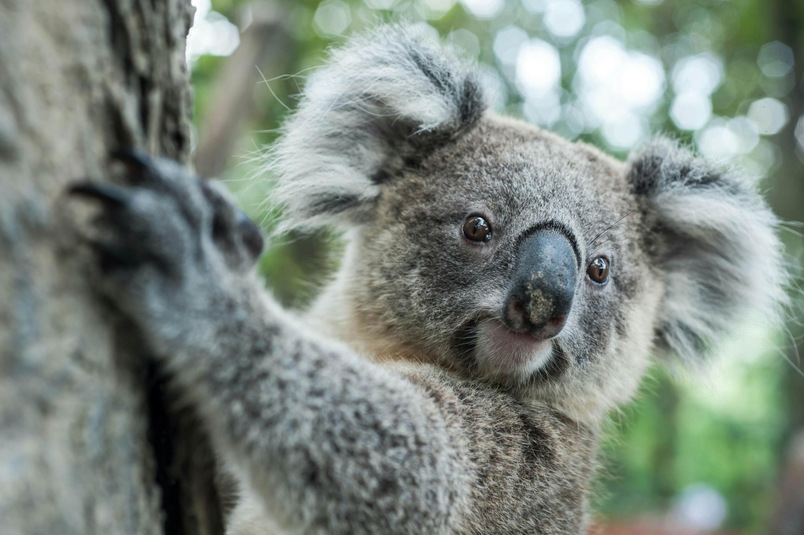 Learn more about Wildlife Biology in Australia