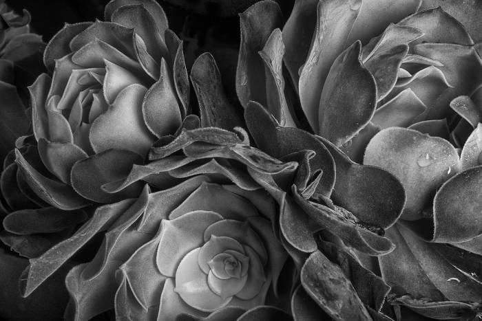 photo-flower-black