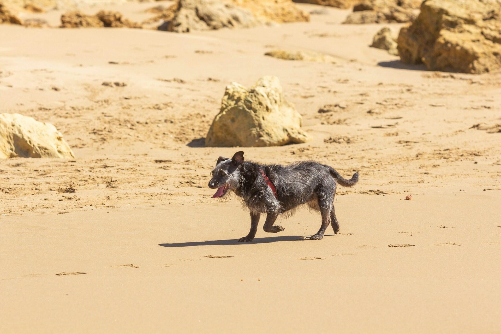 A dog on Jan Juc Beach, Victoria, Australia.