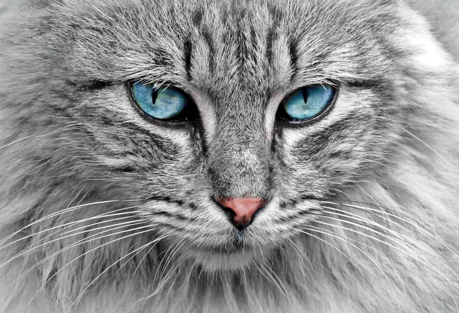 How can you draw cats?