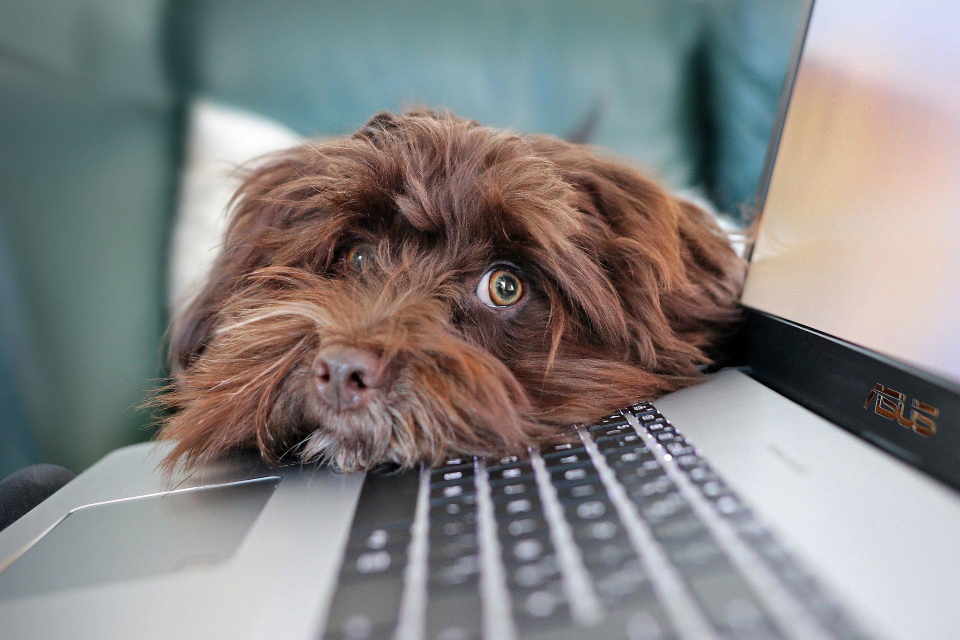 A brown dog lays his head on the left side of an open laptop's keyboard, looking at the camera as though asking "is this okay?".