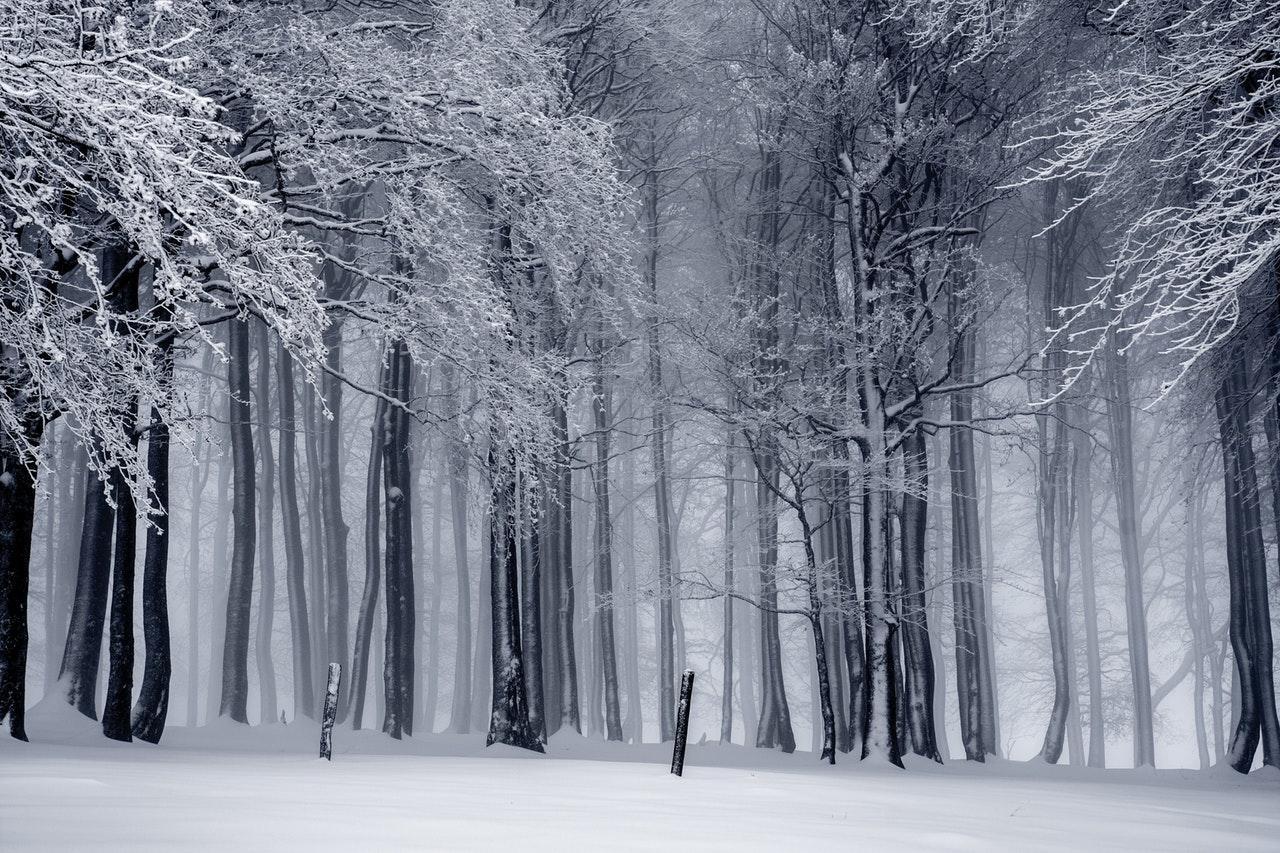 A serene snowy forest scene with tall, dark trees, their branches heavy with white snow, enveloped in a soft mist.