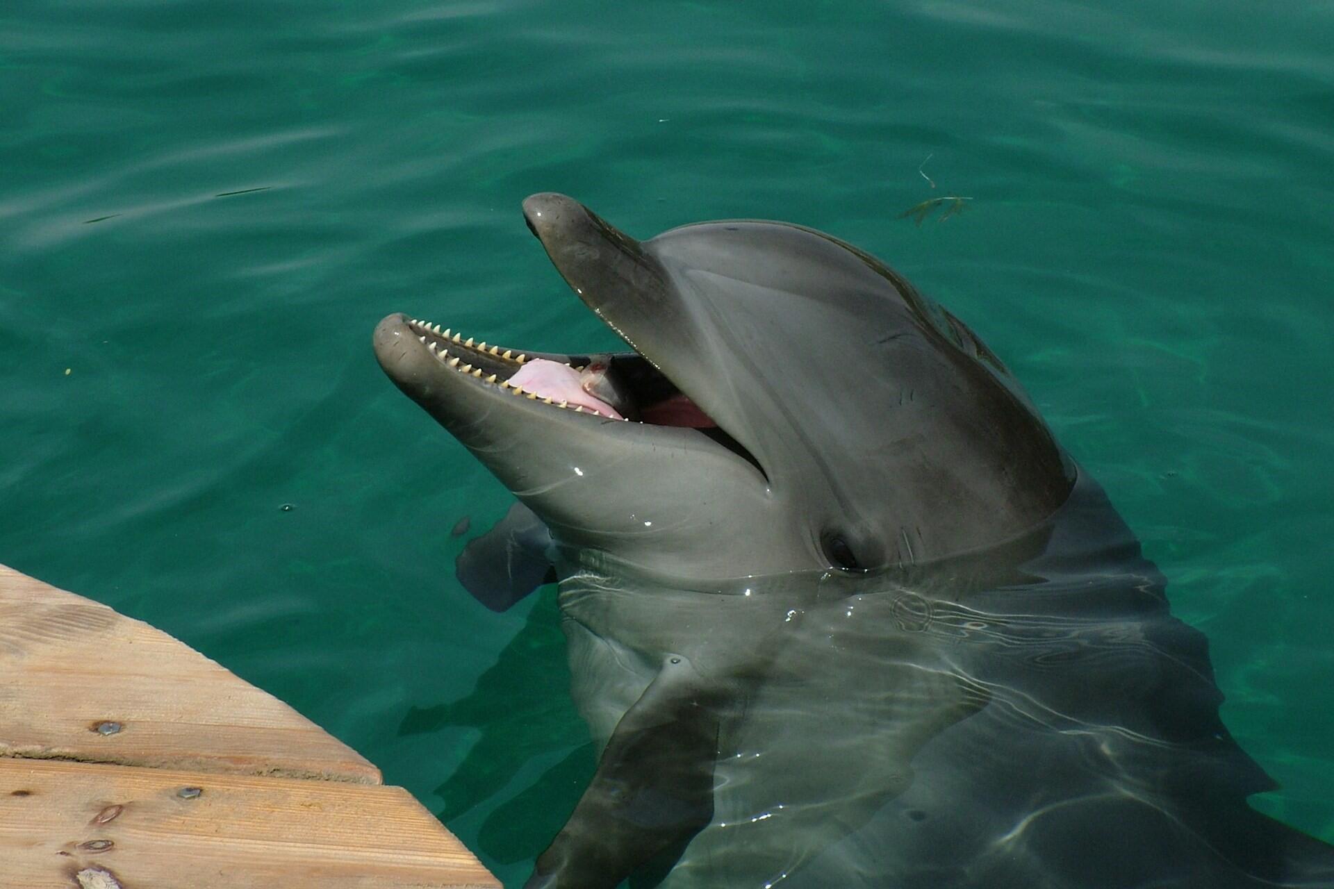 A smiley dolphin.
