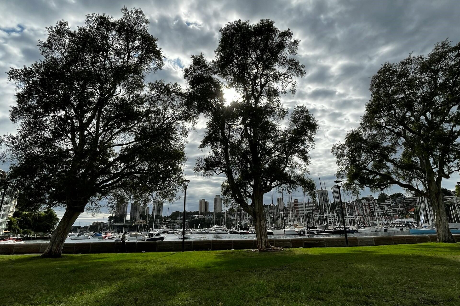 Trees in Edgecliff, NSW.