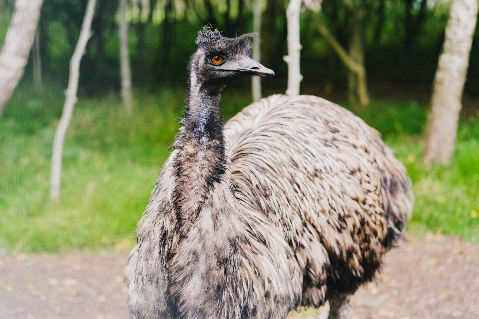 An emu.