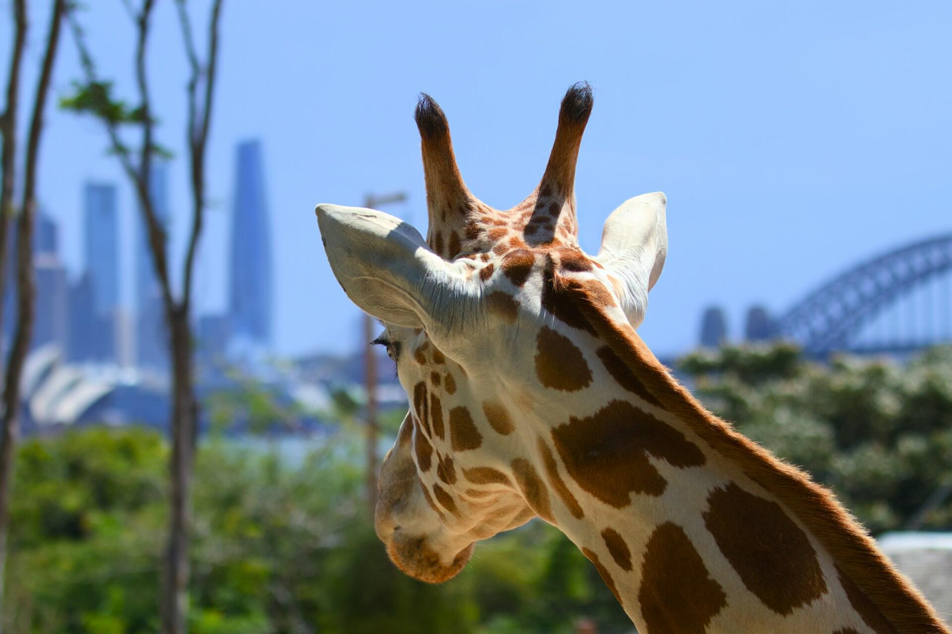 A giraffe in Sydney.