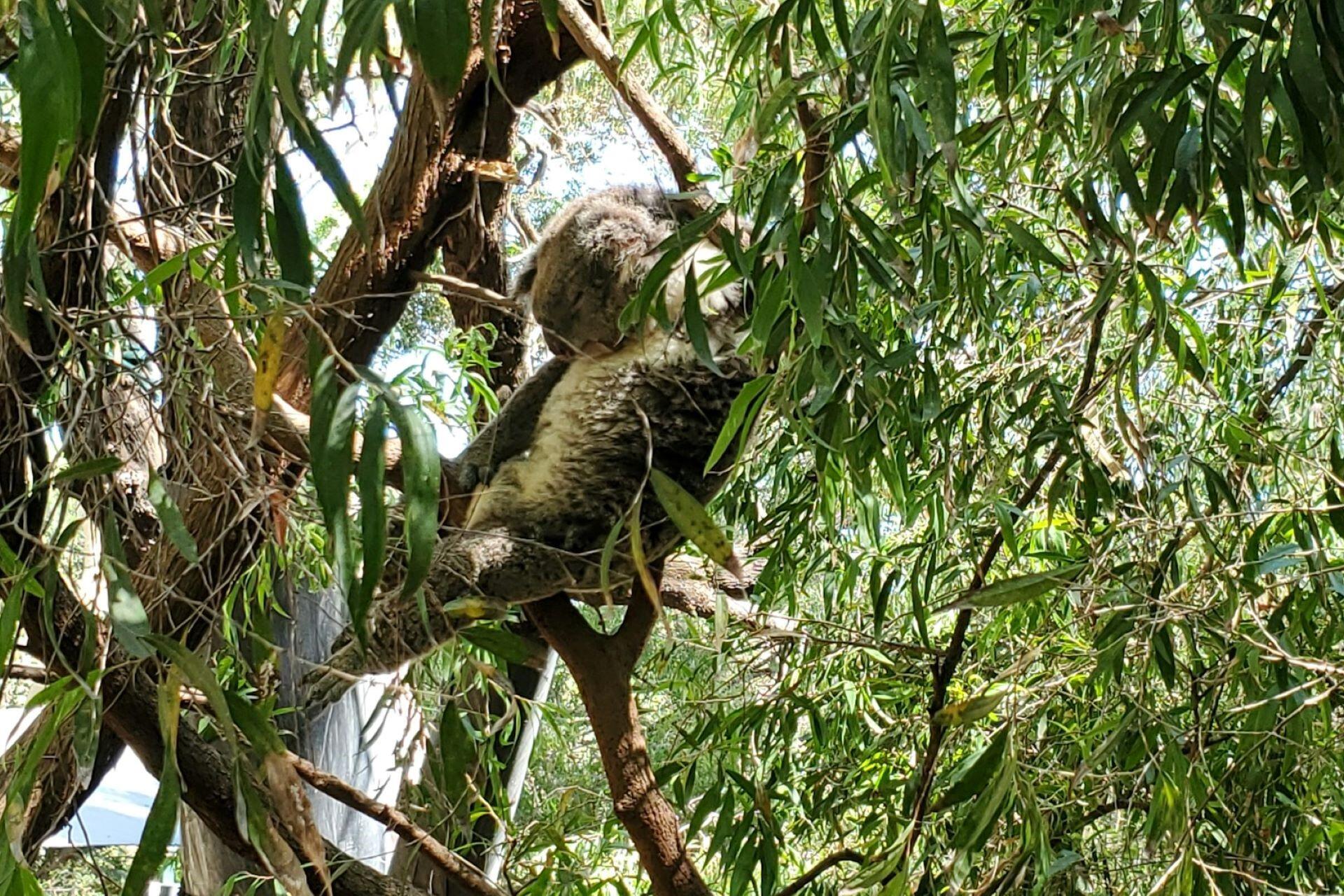A koala in Perth Zoo.