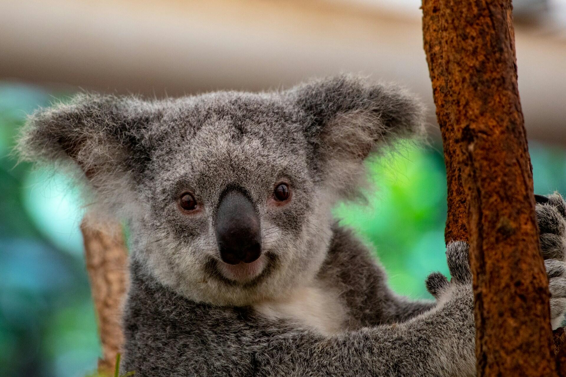 A koala at Lone Pine Koala Sanctuary.