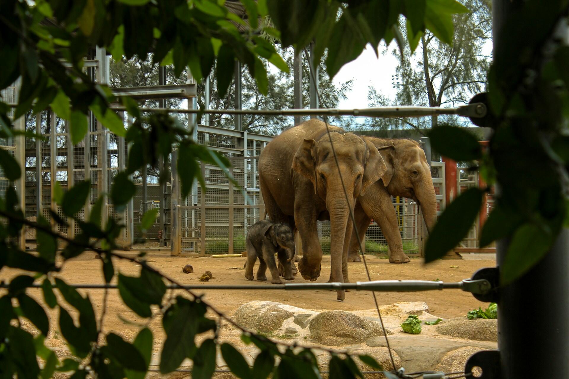 Elephants in Melbourne Zoo