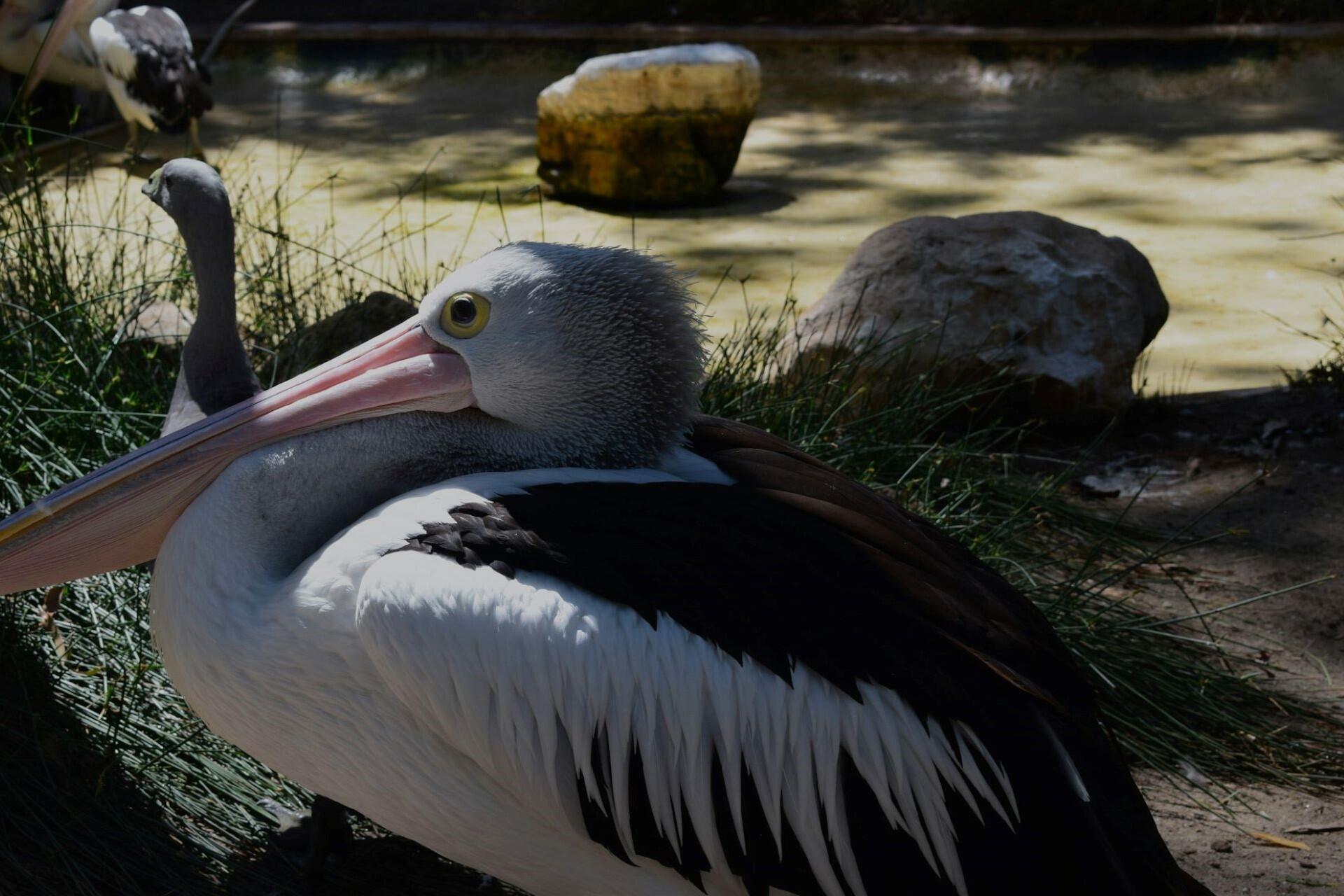 A pelican at Adelaide Zoo.