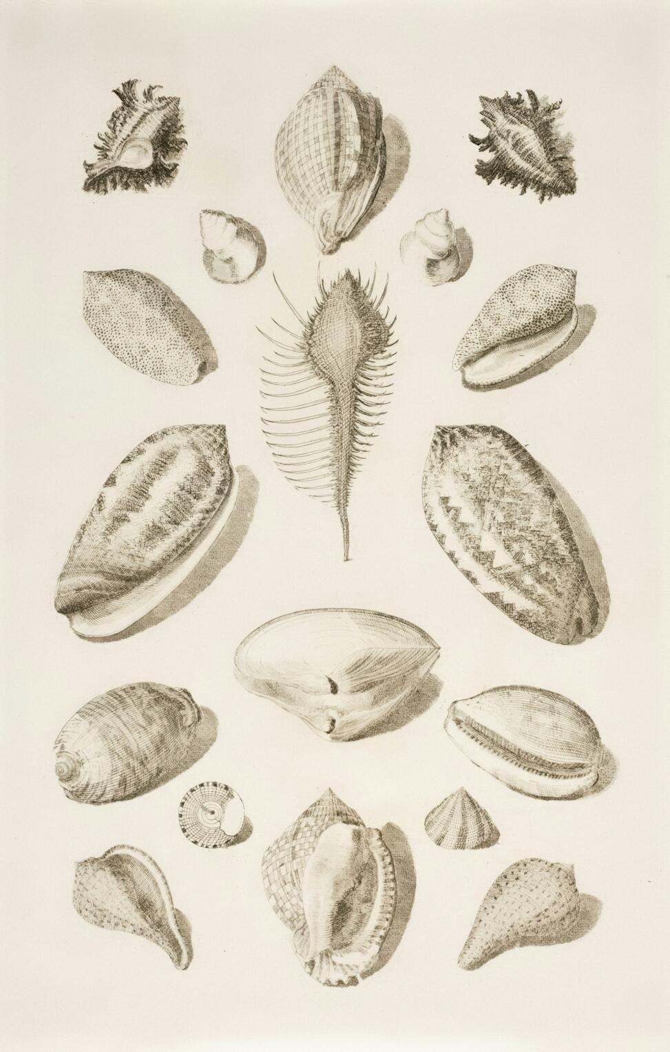 A scientific diagram of various shells of different shapes and sizes.