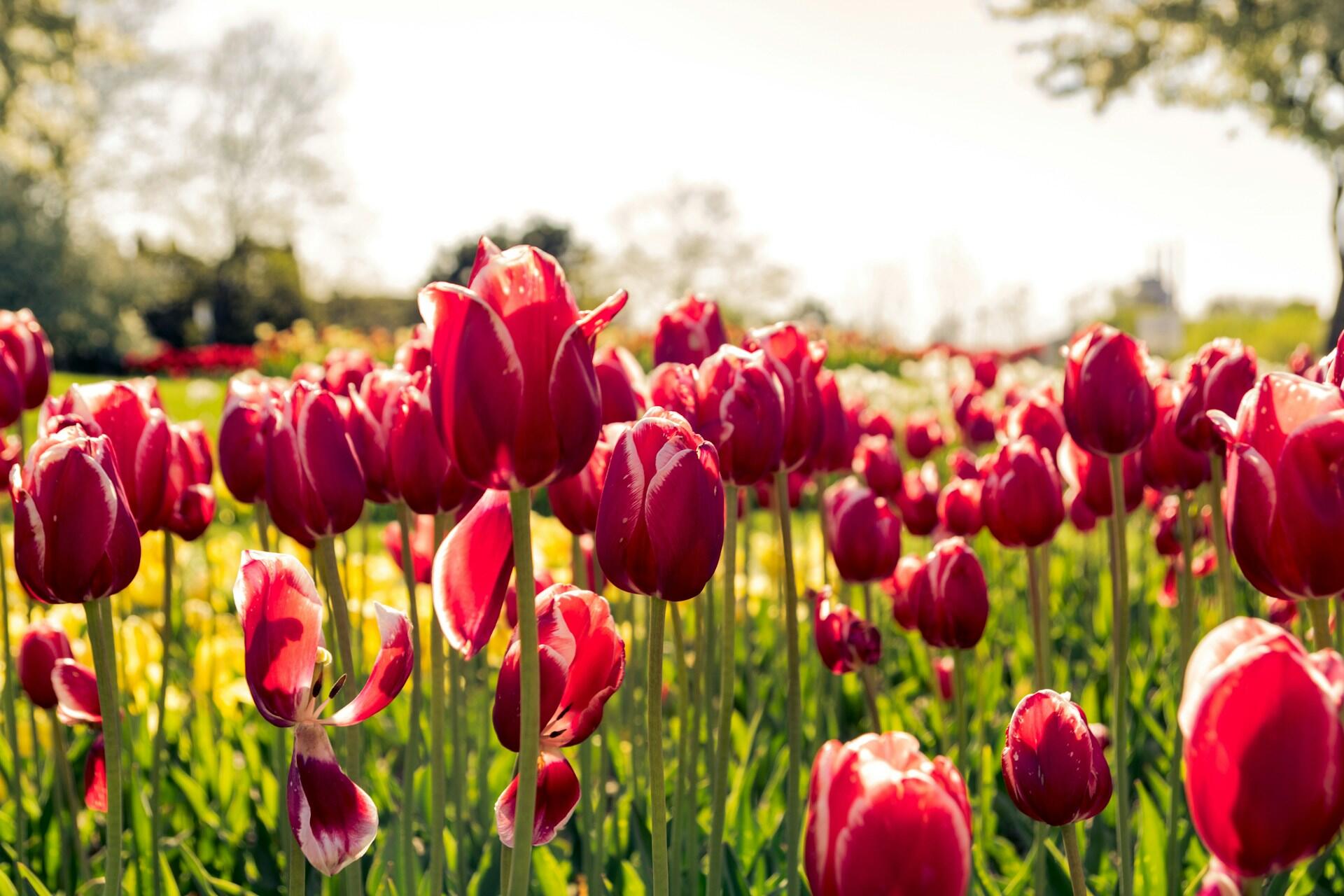 Deep red tulips growing in a field.