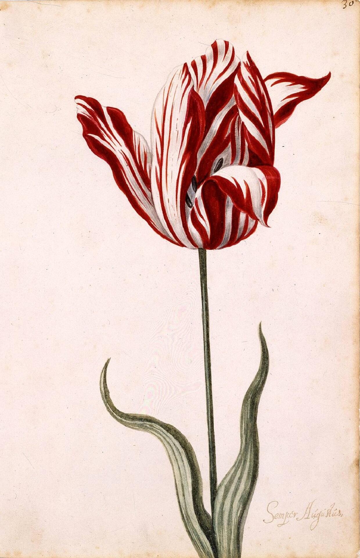 A red and white tulip.
