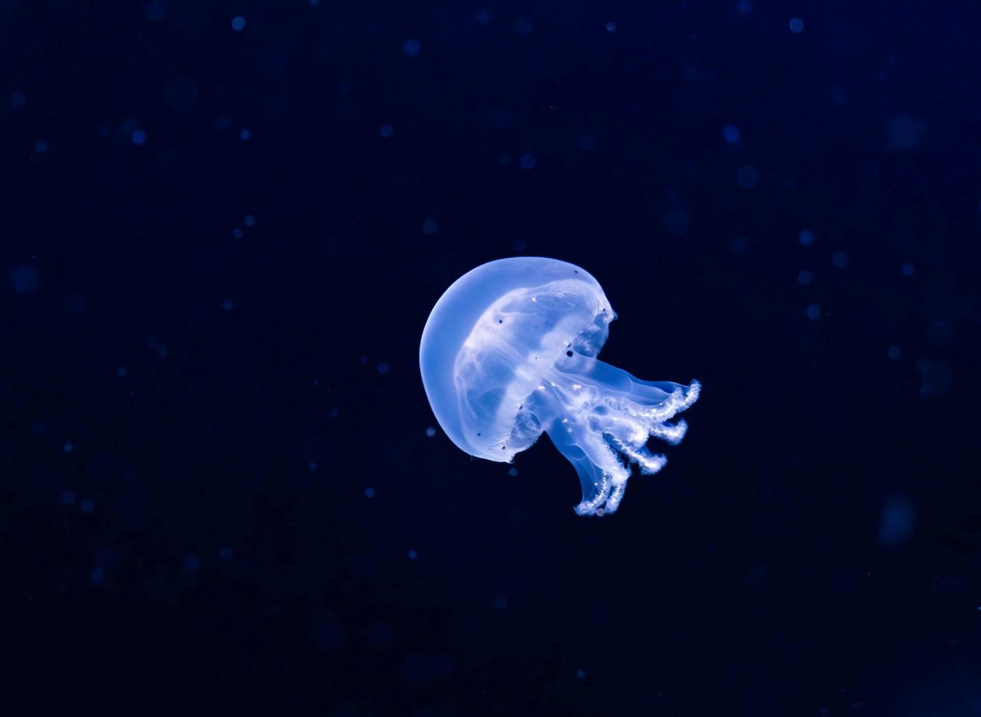 A blue jellyfish floating in dark water.
