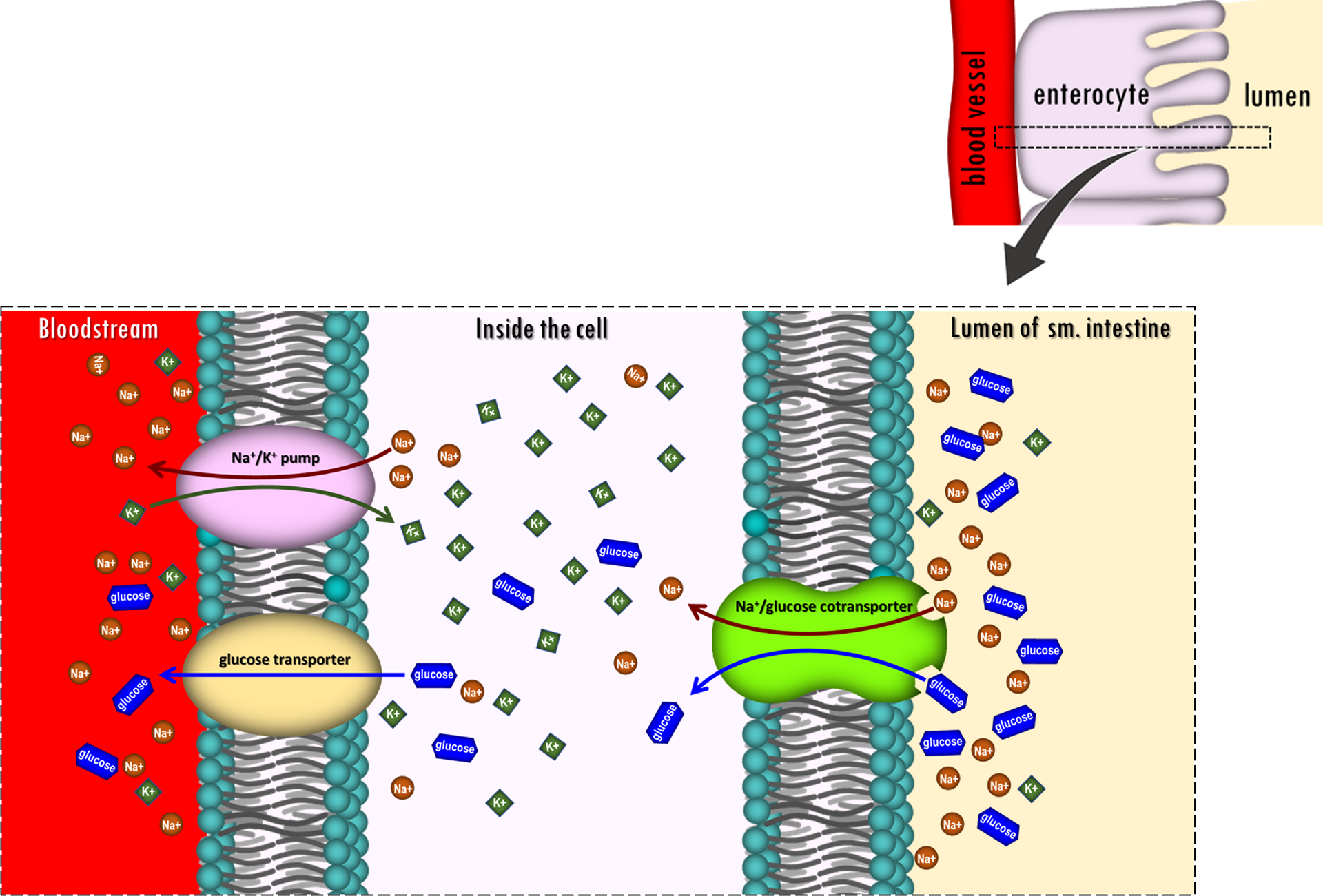 A diagram showing the ways substances move in and out of cells. 