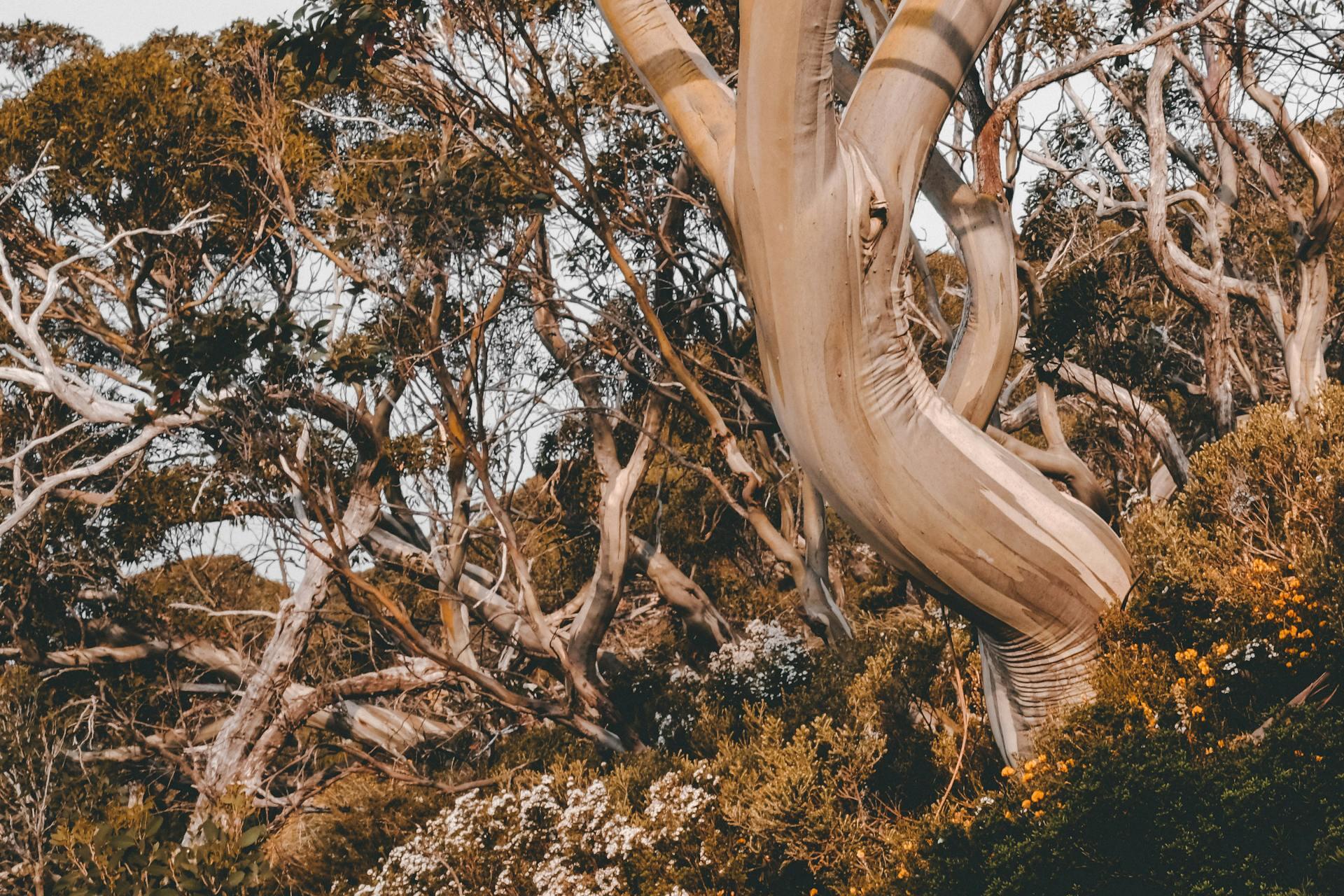 Australian trees in the bush