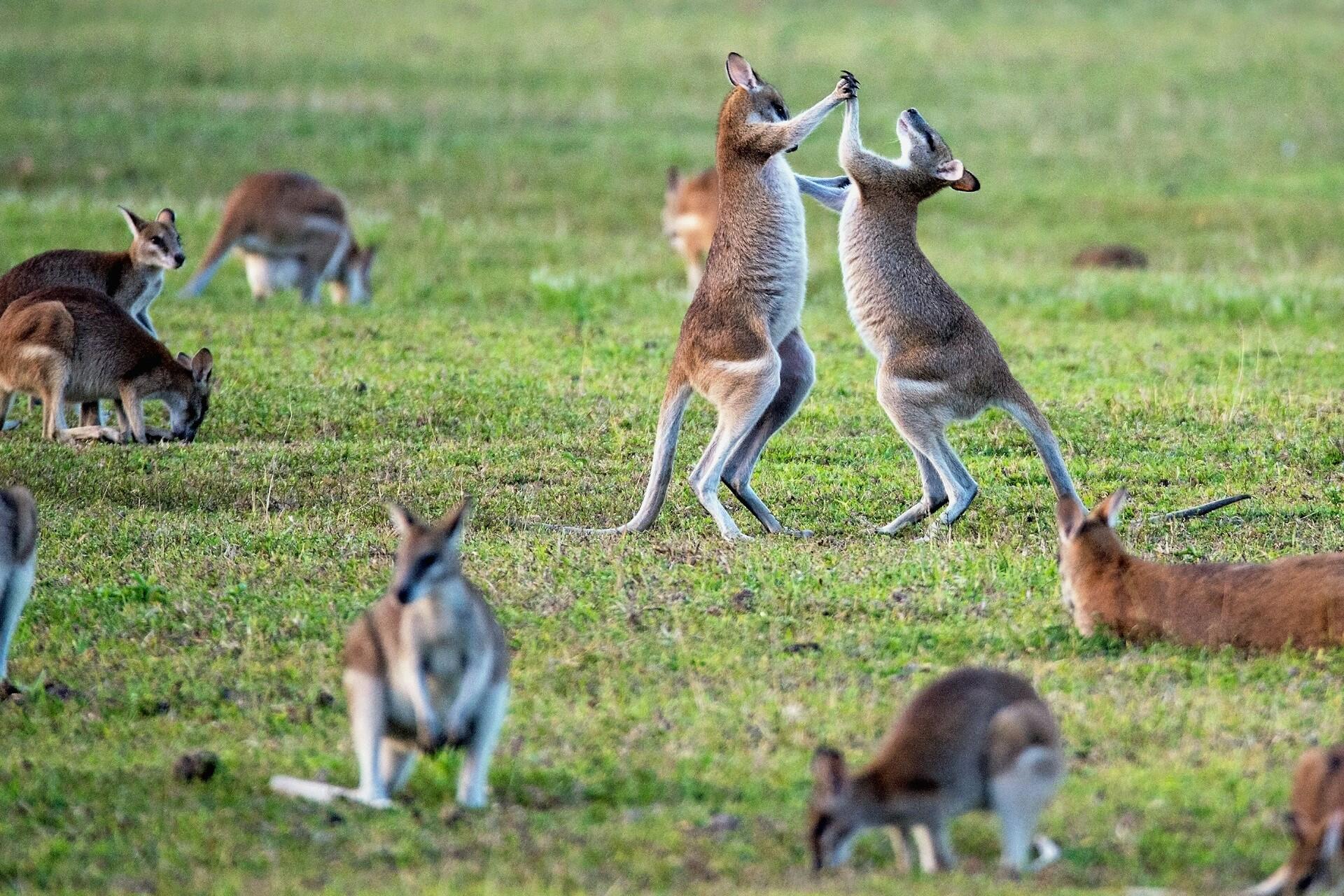 Group of kangaroos standing and grazing in an open grassy field in Australia