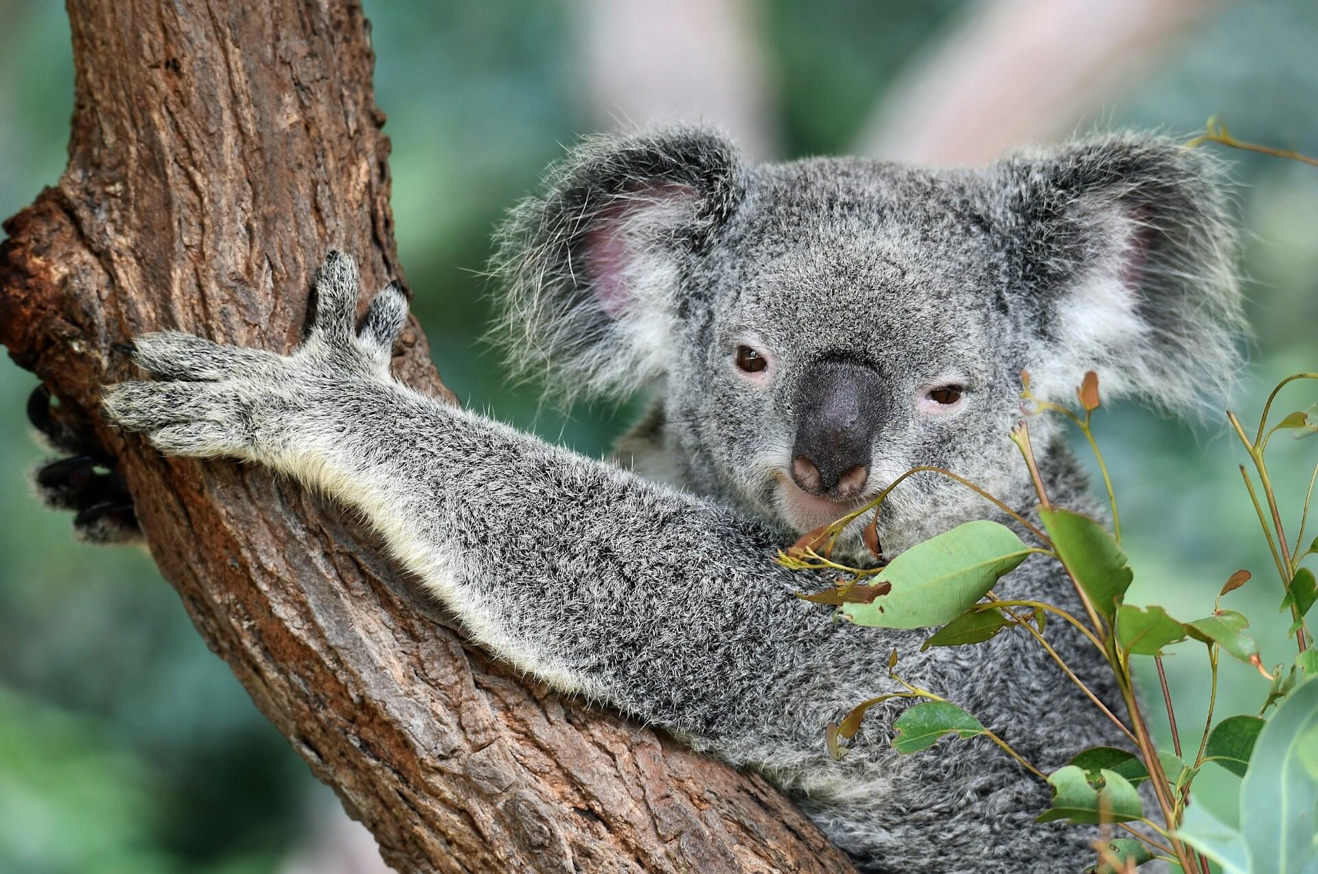 Koala sitting in a eucalyptus tree holding green leaves