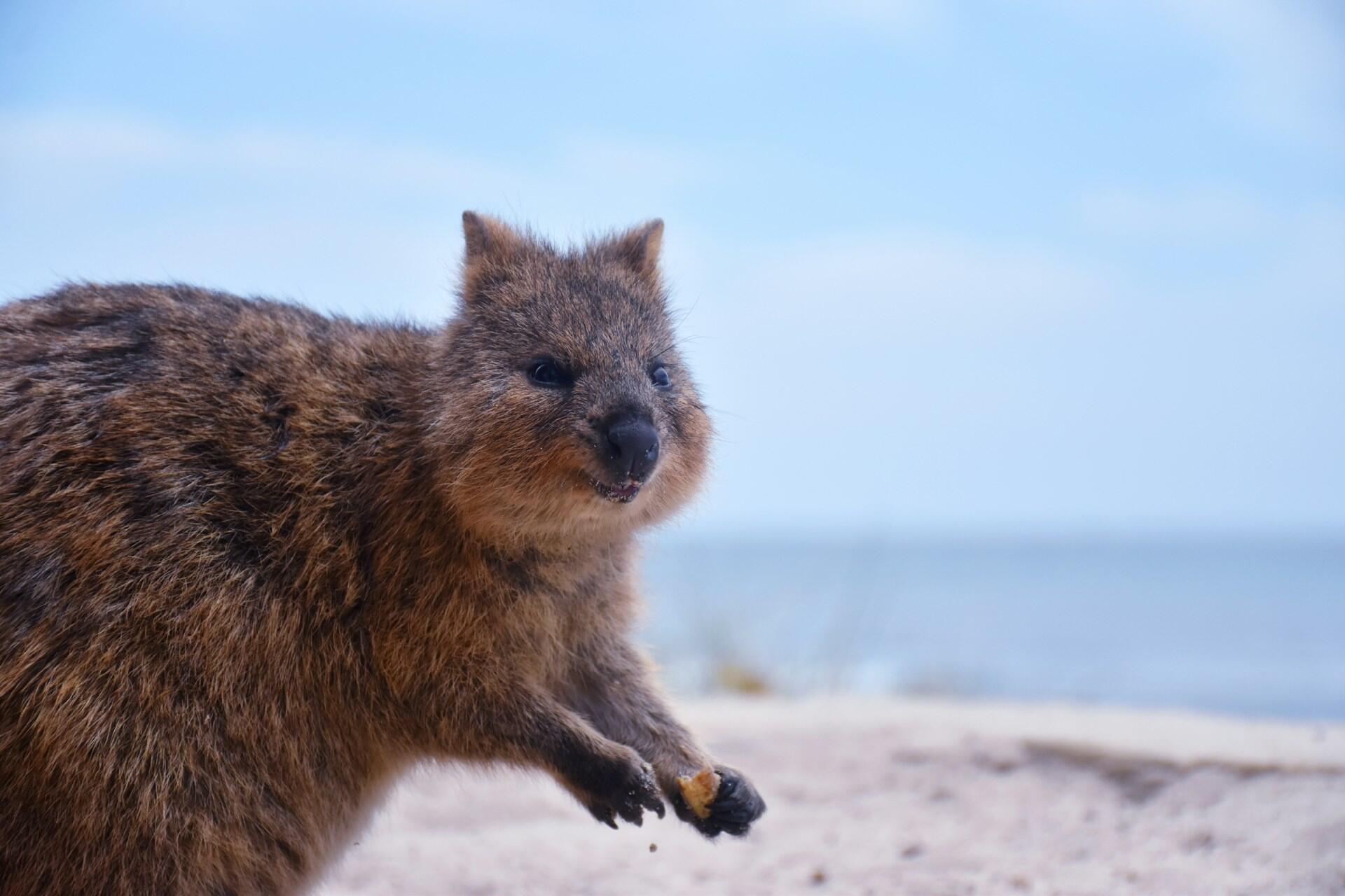 Close-up of a quokka standing on sand near the coast