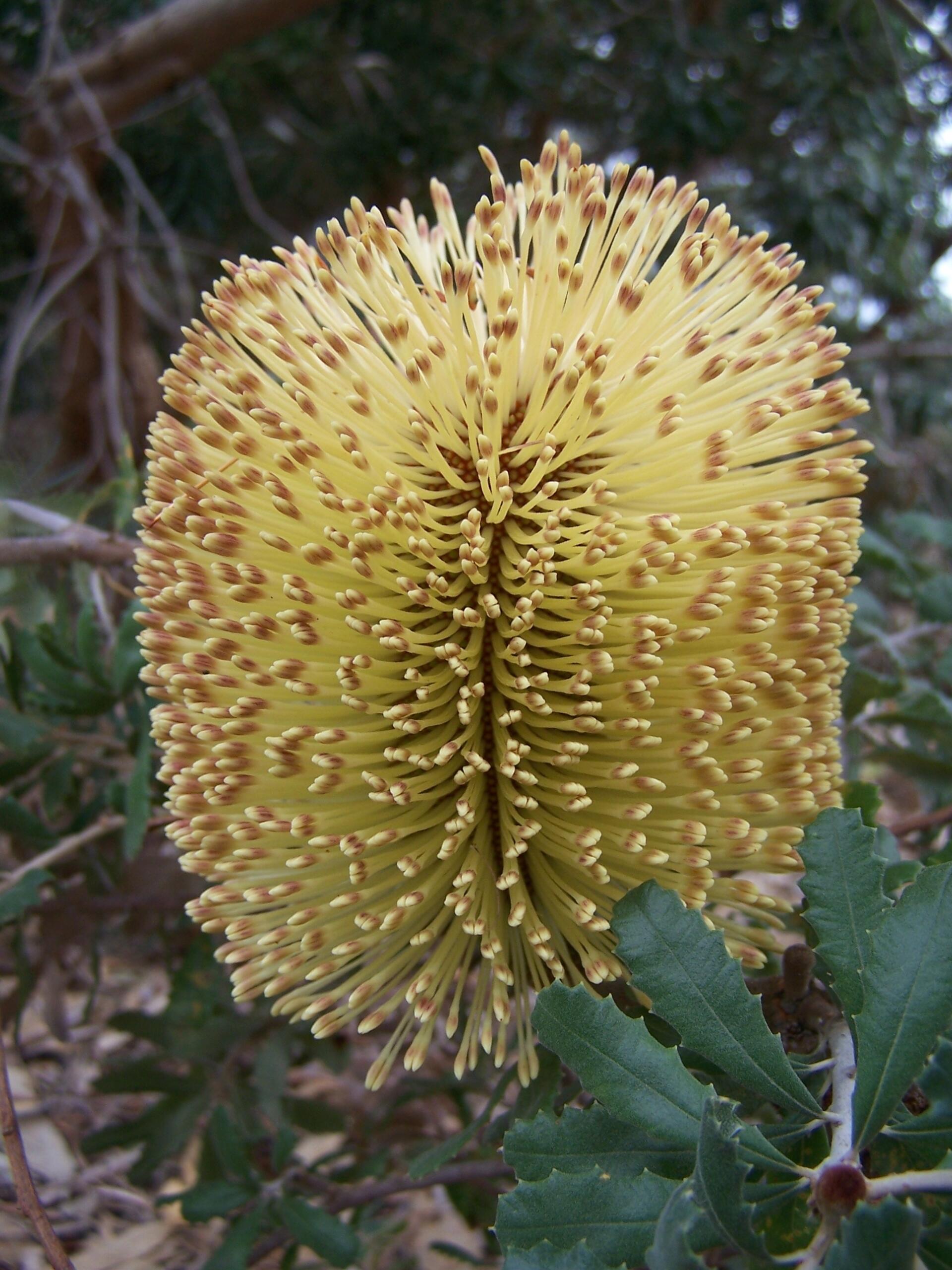 A tall yellow flower with white spines in a patch of scrub.