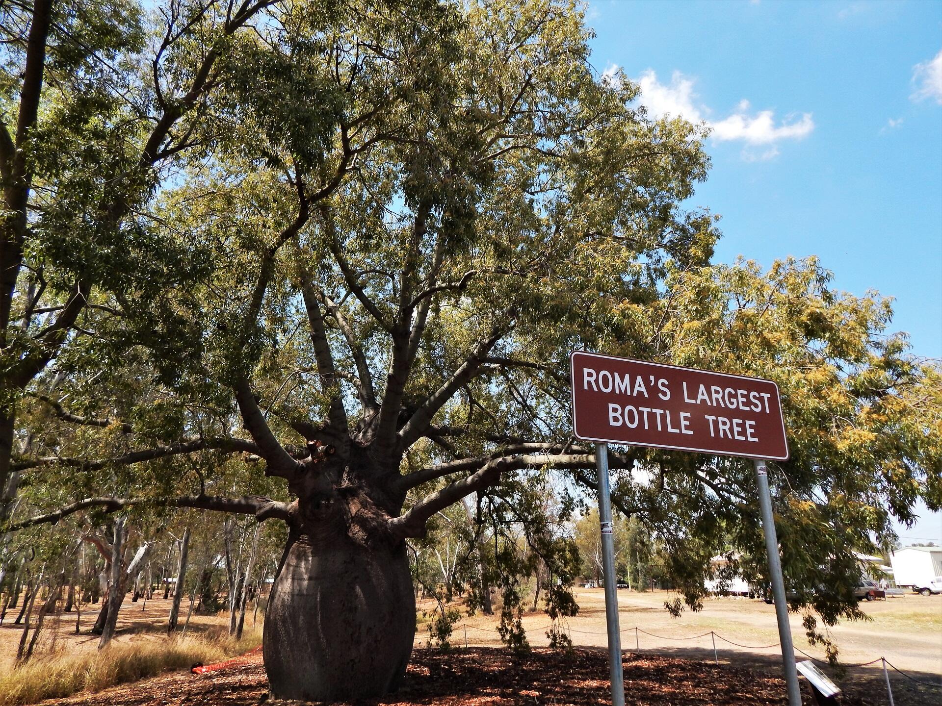 A tall tree with a large, bulbous trunk has a brown sign in front of it and more trees behind it.