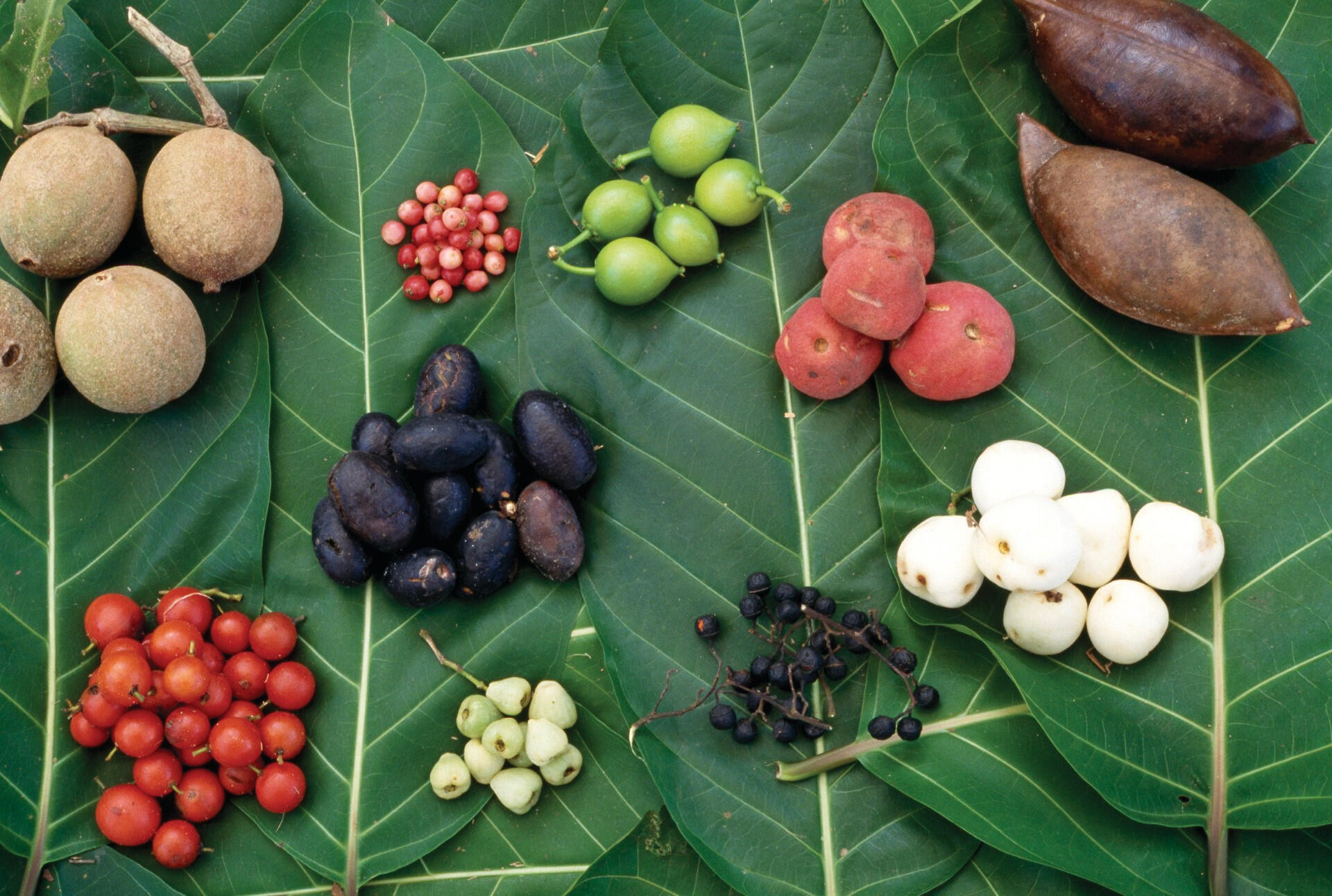 harvested fruits and tubers laid out on large leaves