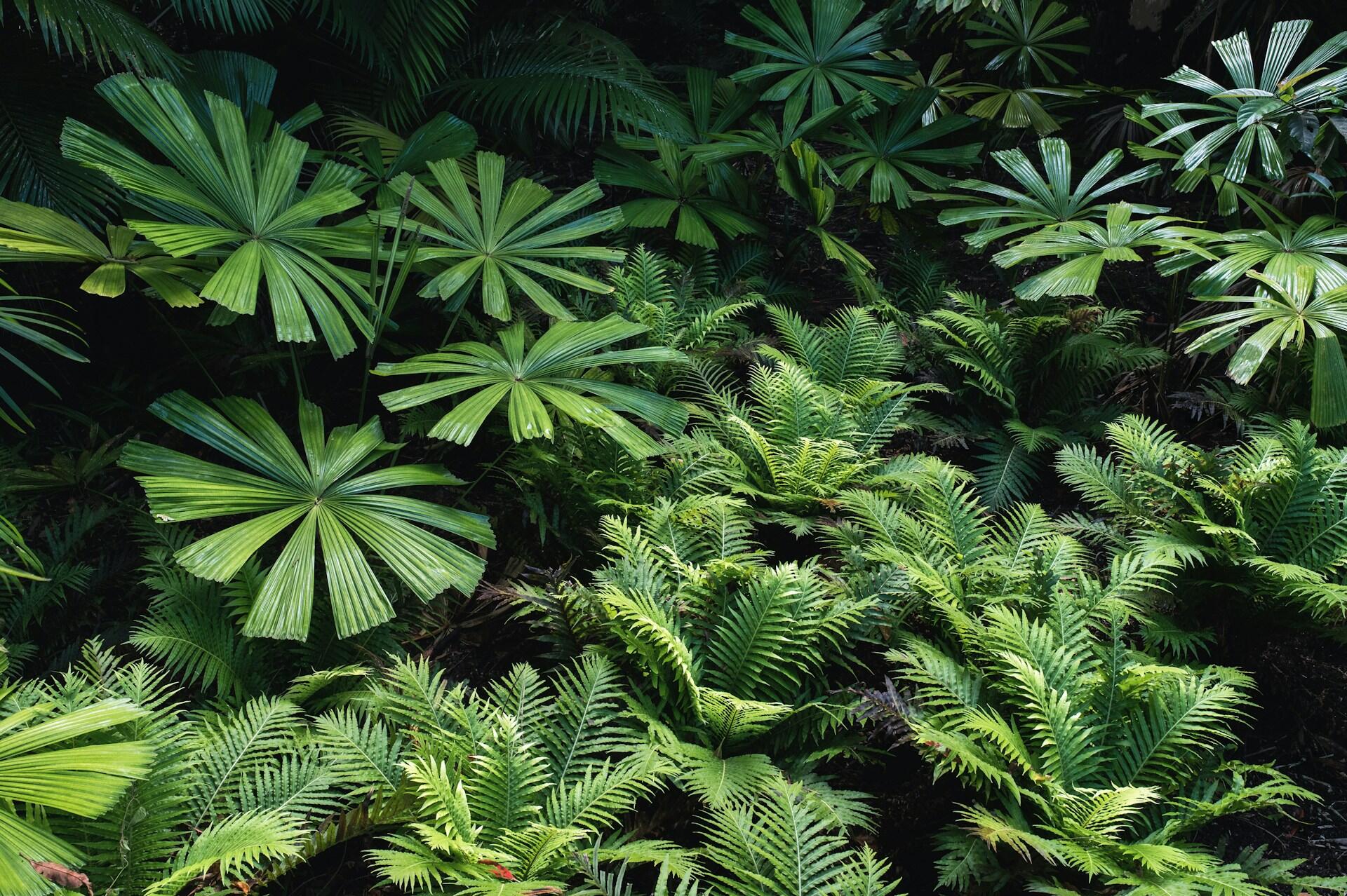 Lush green foliage with palm leaves and ferns, displaying a variety of textures and shades in dappled sunlight.