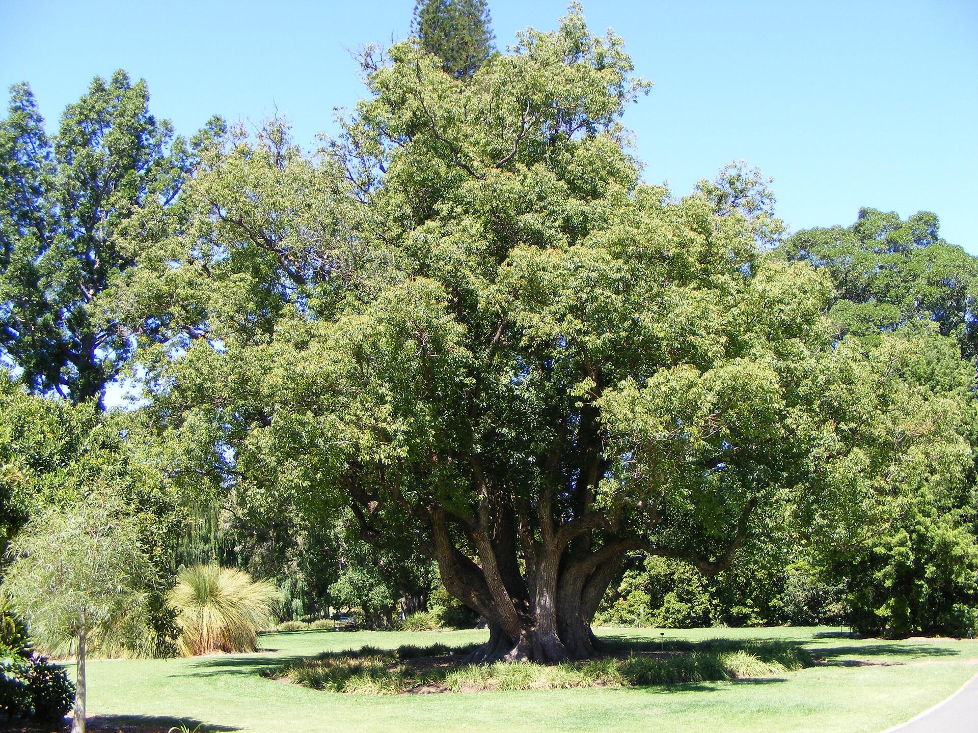 A full tree in the middle of a clearing with more trees further back on a sunny day.