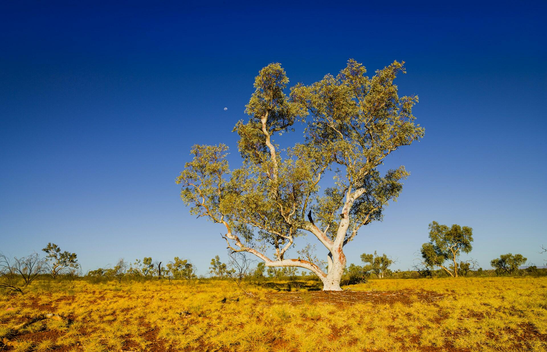 A scrappy tree standing alone in a desert landscape under a clear blue sky.