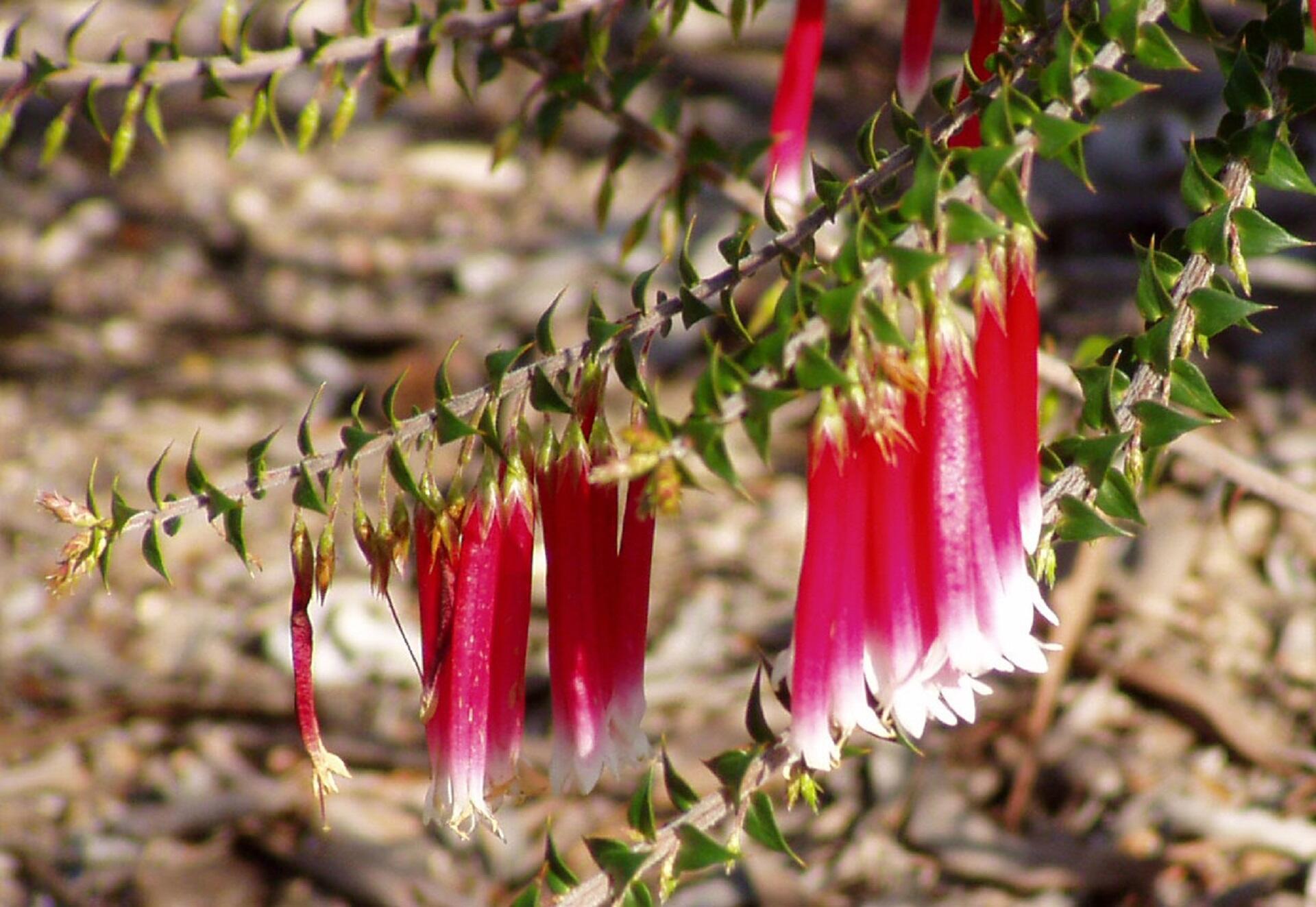 A plant with red tube-like blooms that hang upside down.