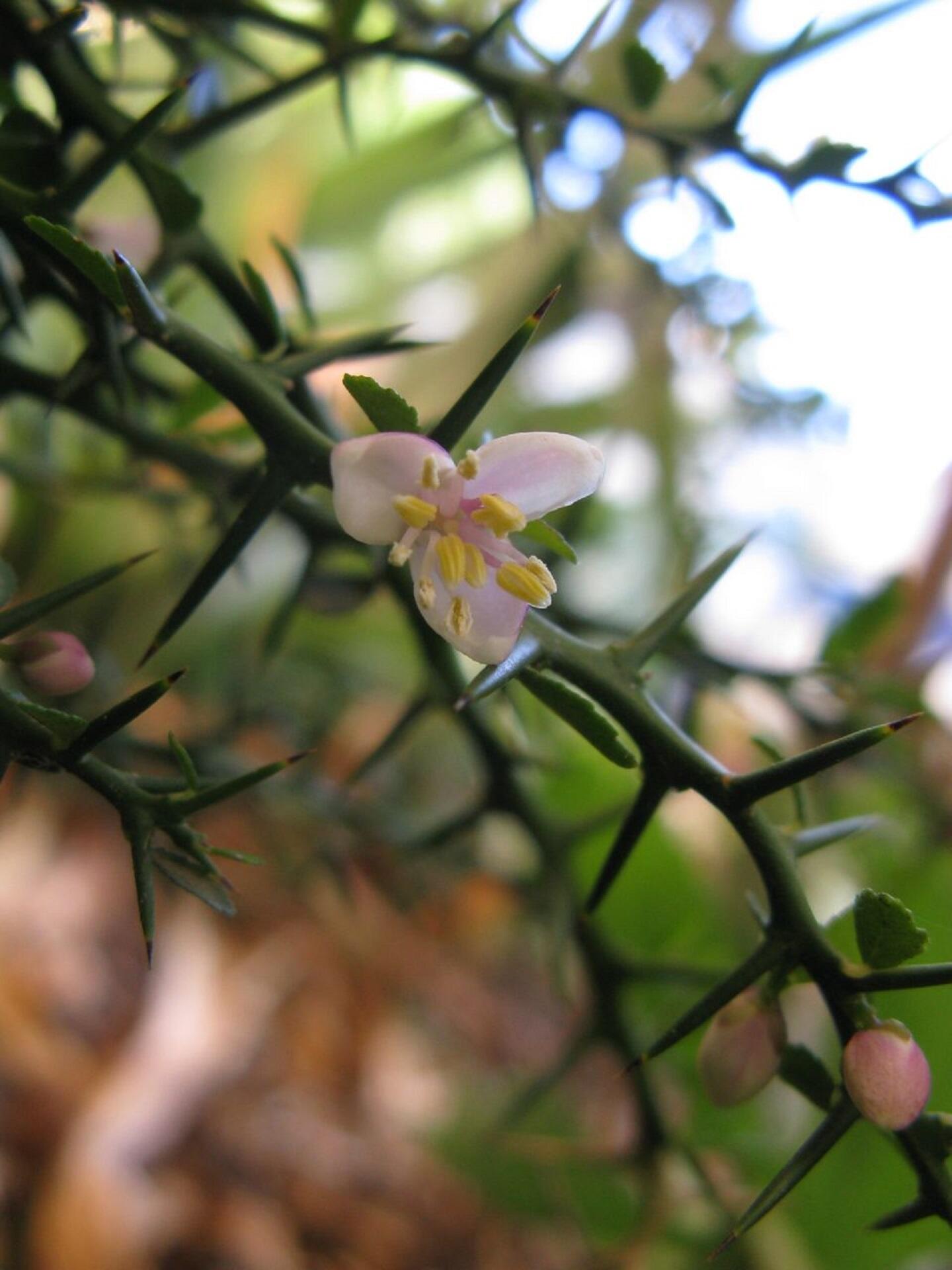 A closeup of a tree branch with thorns and a small, white blooming flower.