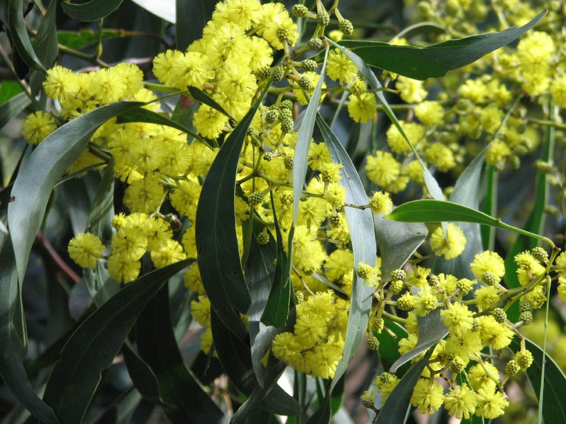 A closeup of a tree with delicate golden blooms with green leaves peeking through.