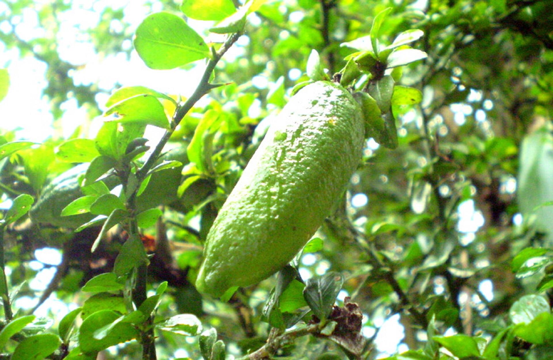 A longish green fruit hanging from a tree on a sunny day.