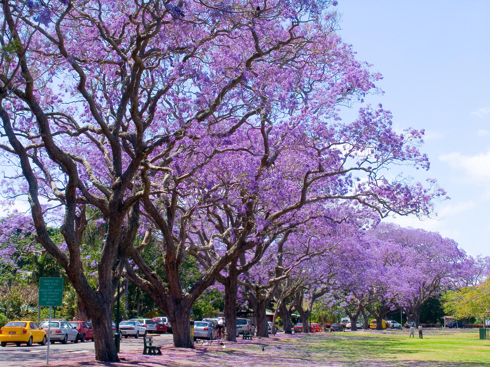 A street lined with trees adorned with purple flowers, with a carpet of petals on the ground.