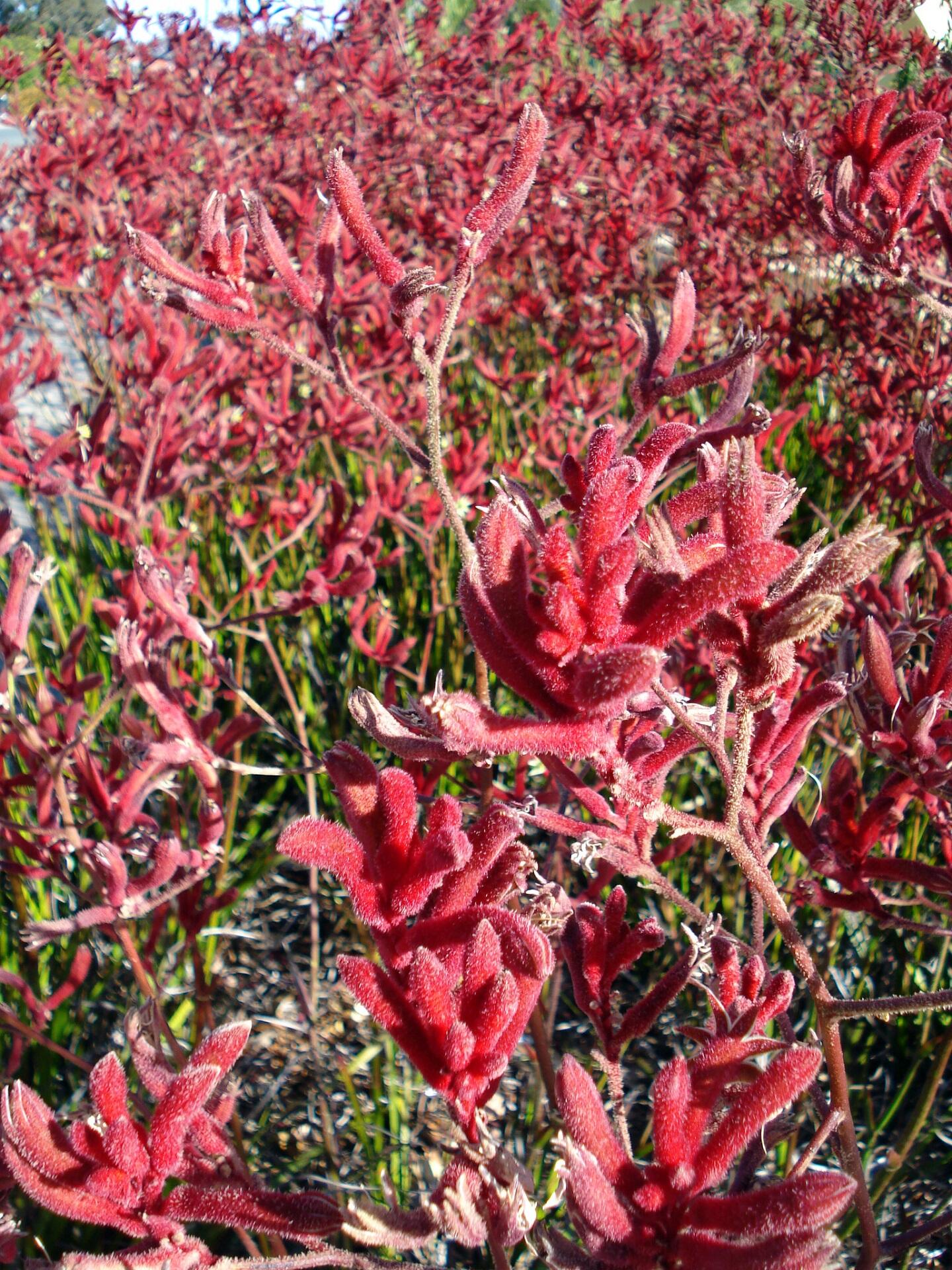 A landscape marked with small red leaves and large red flowers on a sunny day.