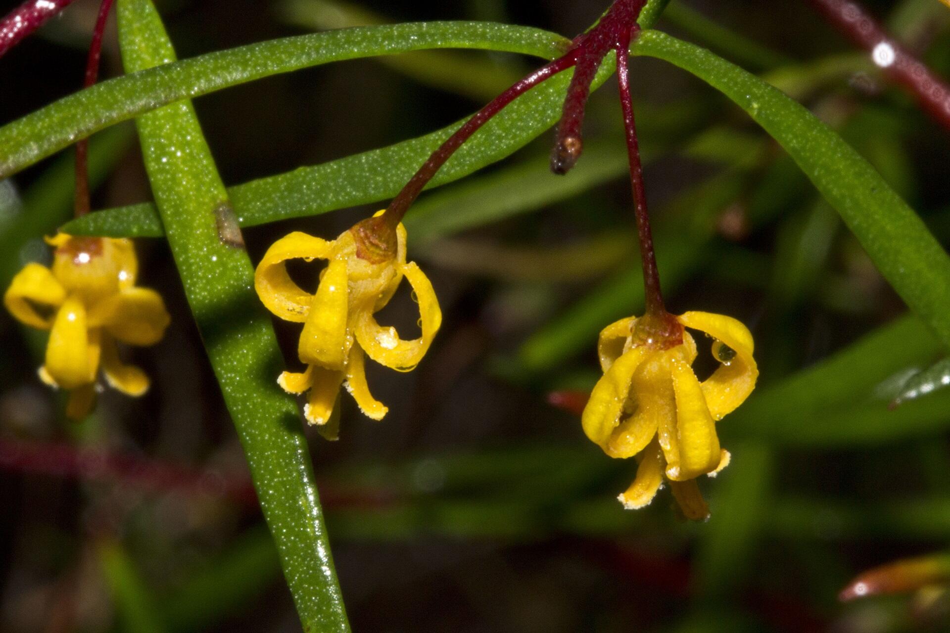 Three yellow flowers, each on a red stalk, against green leaves. 