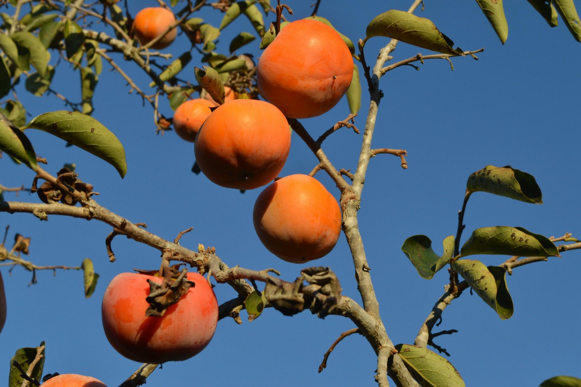 A branch of a persimmon tree with orange fruits hanging from it against a blue sky.