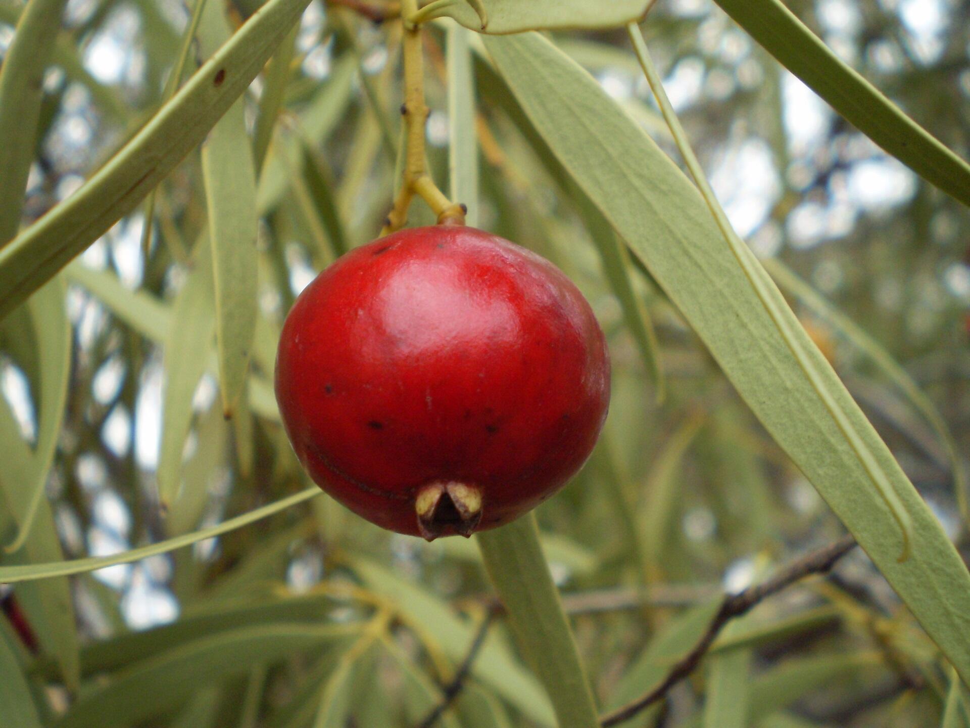 A round, red fruit hanging by a narrow stem against a backdrop of skinny green leaves.